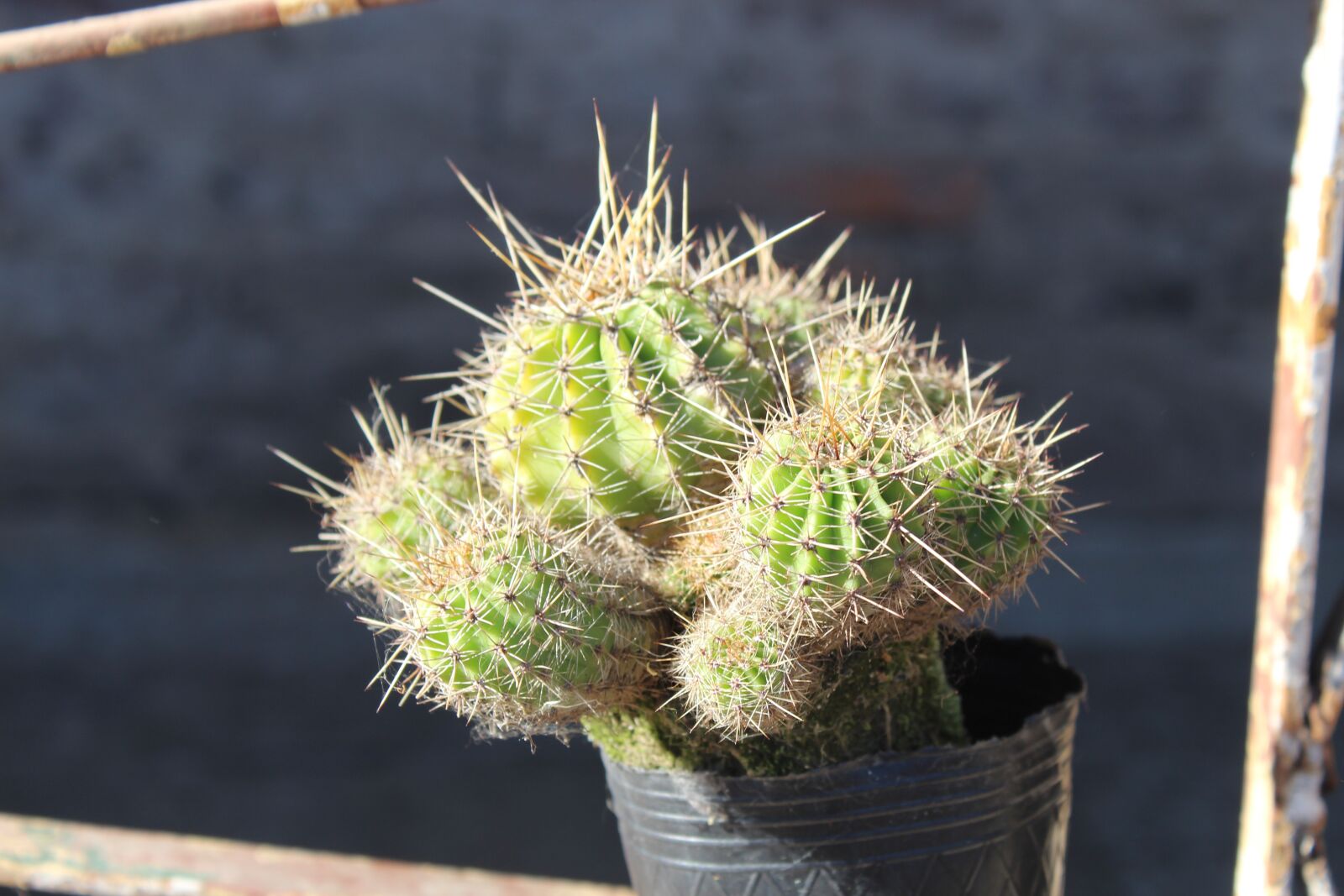 Canon EOS 1300D (EOS Rebel T6 / EOS Kiss X80) sample photo. Cactus, creole, good photography