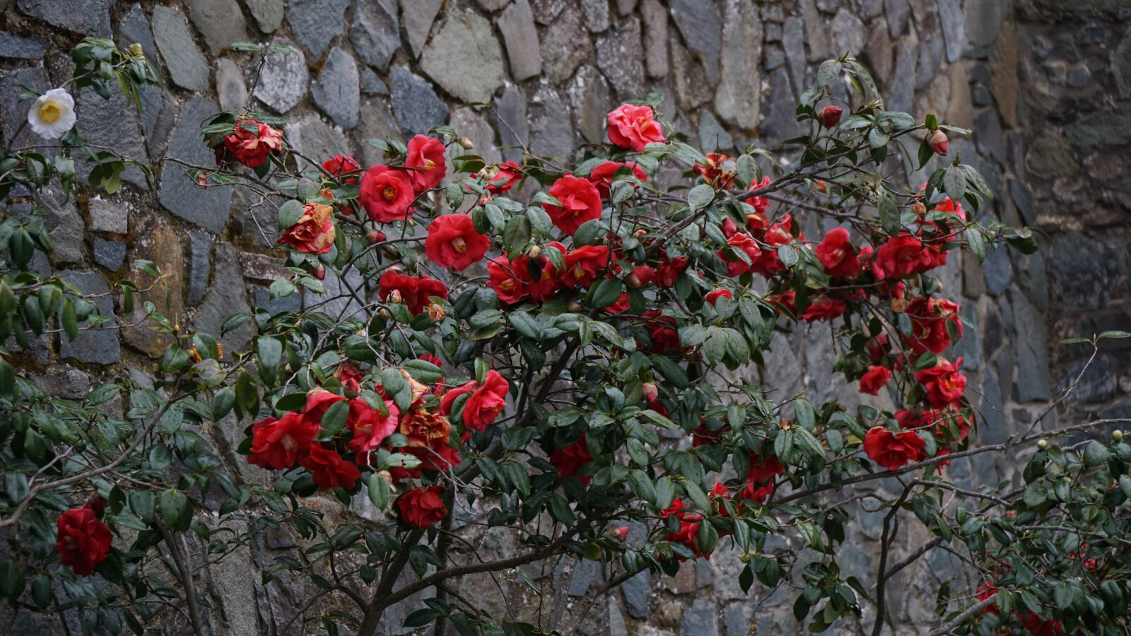 Sony a6000 + Sony Vario-Tessar T* E 16-70mm F4 ZA OSS sample photo. Flowers, roses, red photography