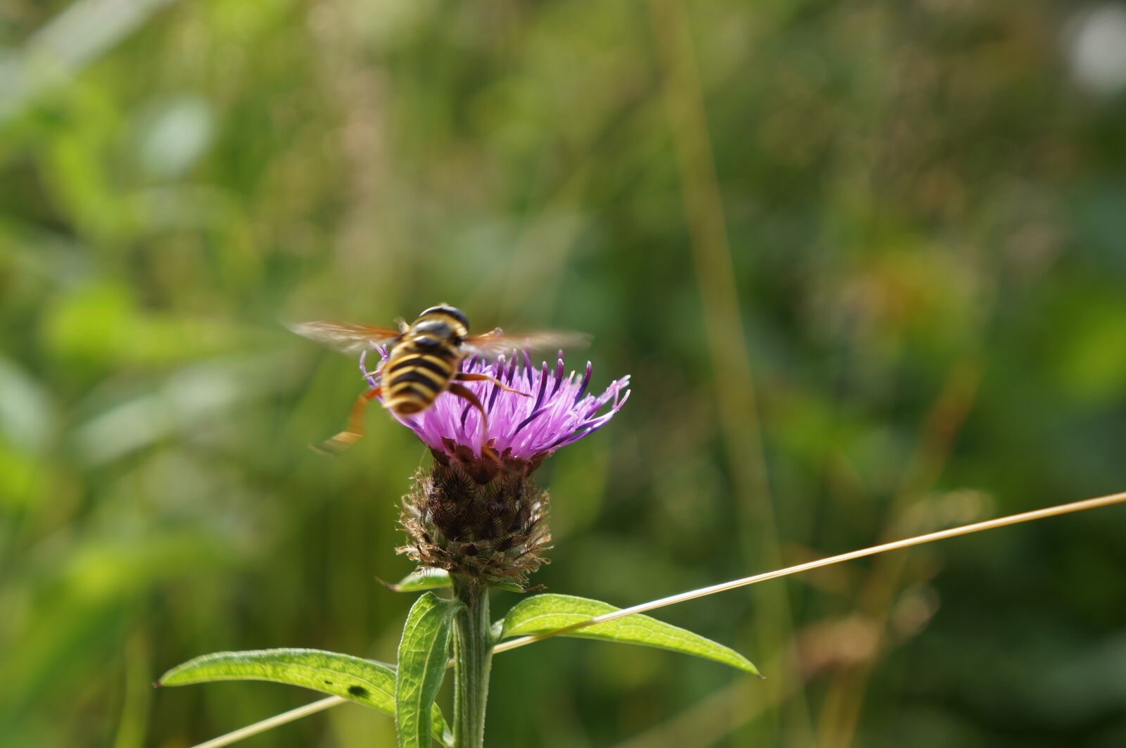 Sony Alpha NEX-5N + Sony E 18-55mm F3.5-5.6 OSS sample photo. Thistle, bee, flower photography