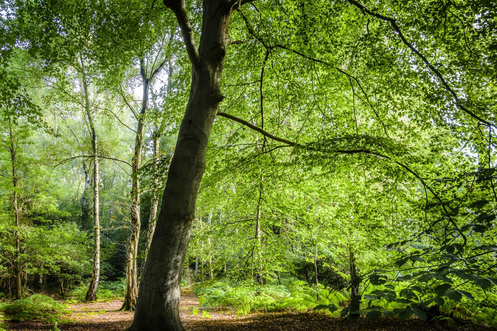 Nikon D7200 sample photo. Landscape, forest, forest landscape photography