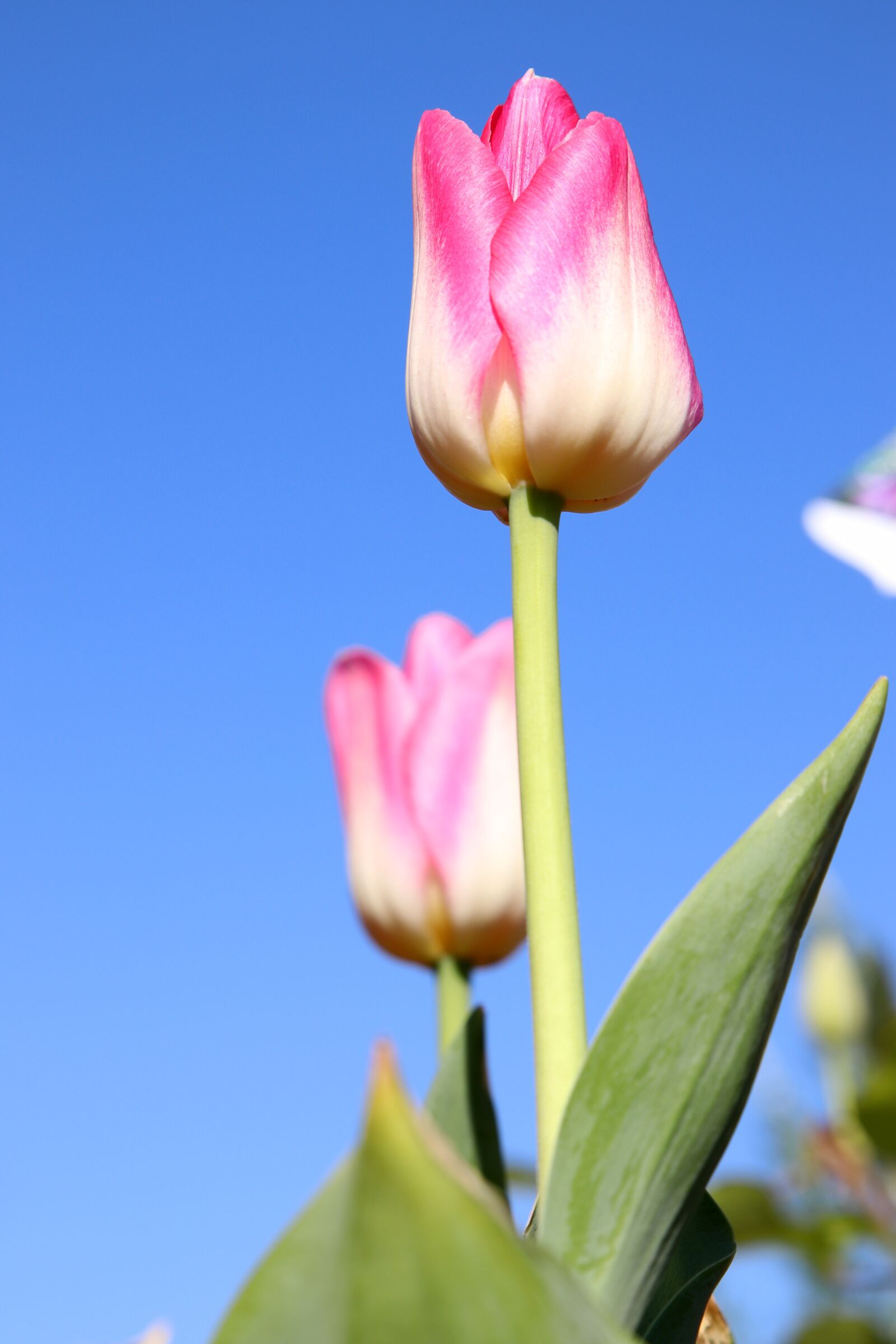 Canon EOS 800D (EOS Rebel T7i / EOS Kiss X9i) sample photo. Spring, tulip, flowers photography