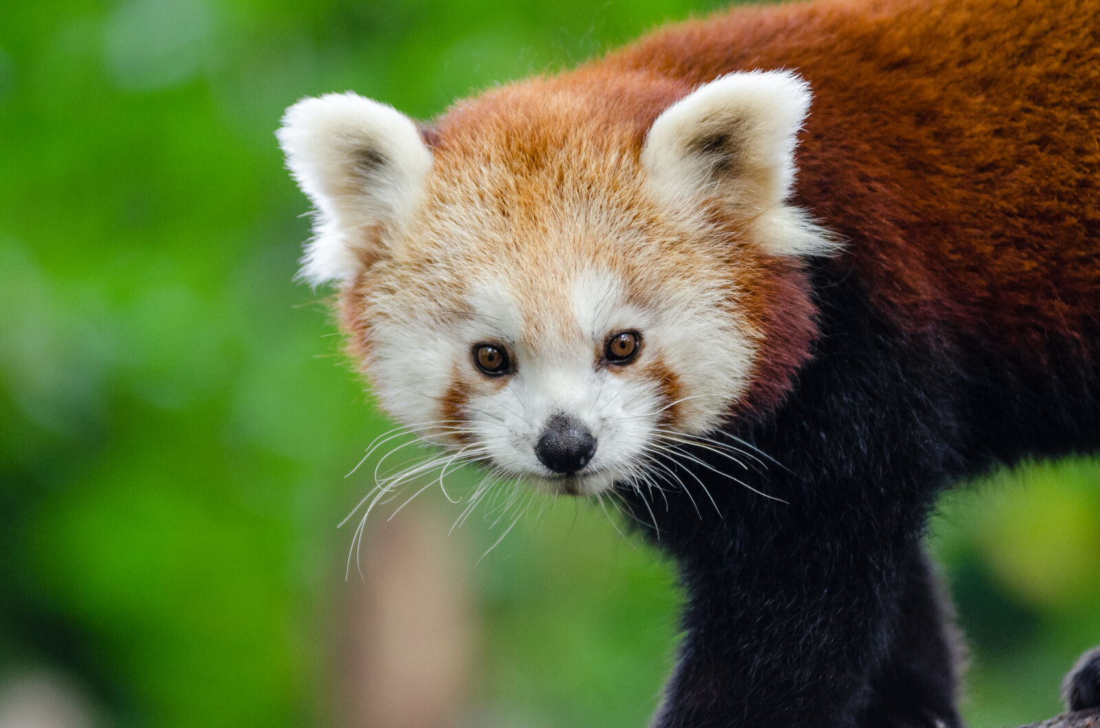 AF Zoom-Nikkor 80-200mm f/2.8 ED sample photo