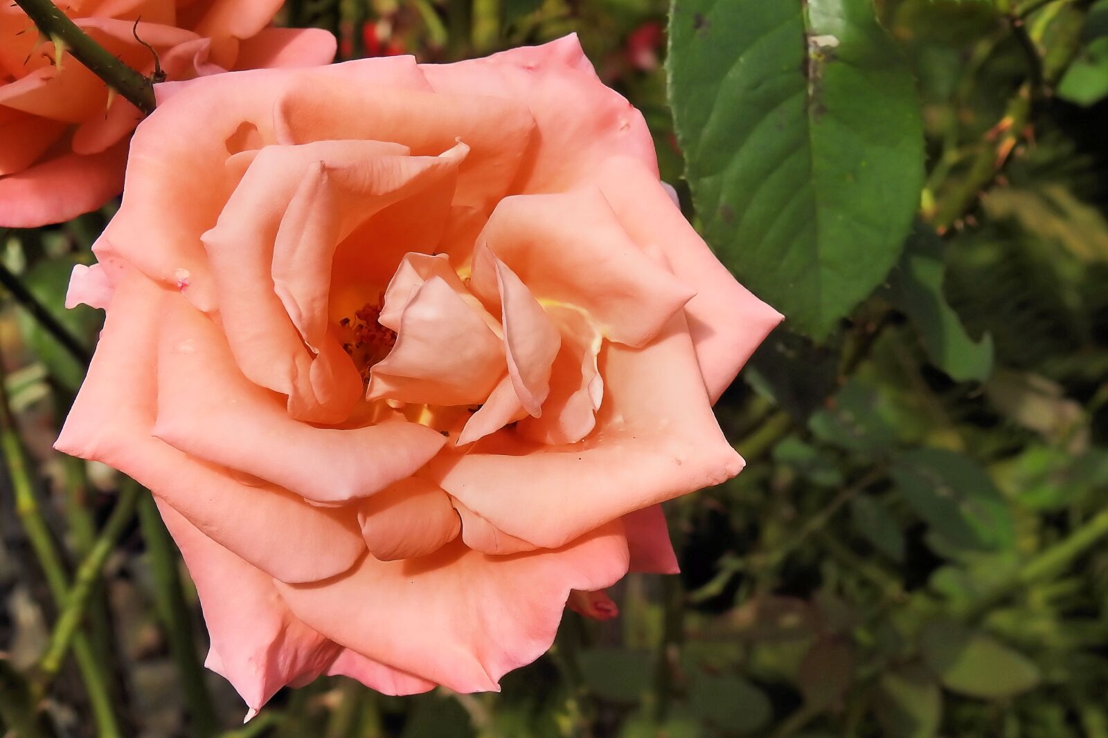 Nikon Coolpix P900 sample photo. Rose, rose bloom, pink photography