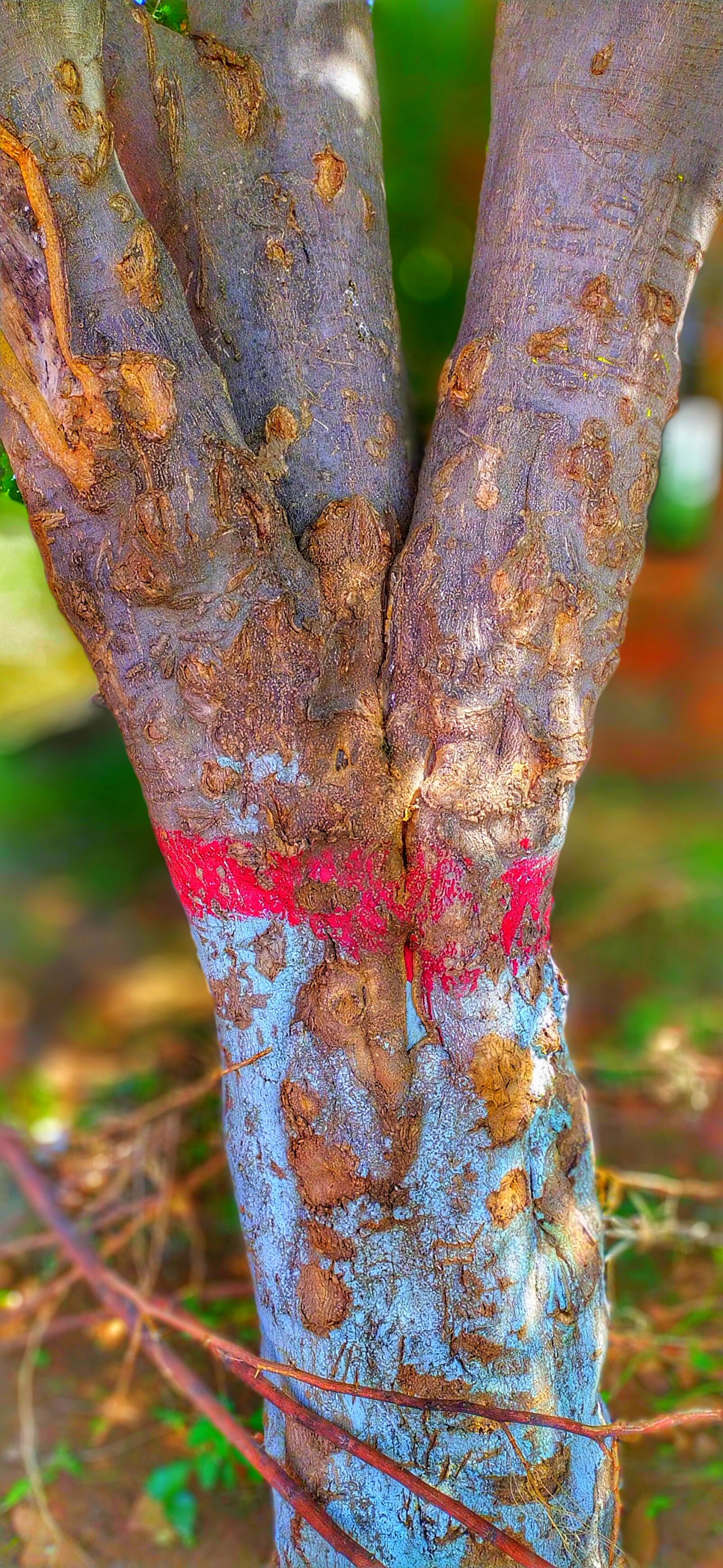Xiaomi Redmi Note 8 sample photo. Tree, nature, amazing photography