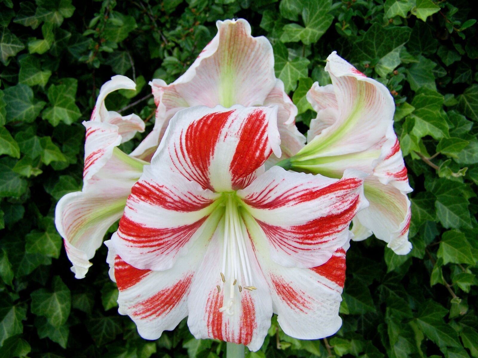 Kodak EASYSHARE ZD710 ZOOM DIGITAL CAMERA sample photo. Amaryllis, red-and-white, cone inflorescence photography