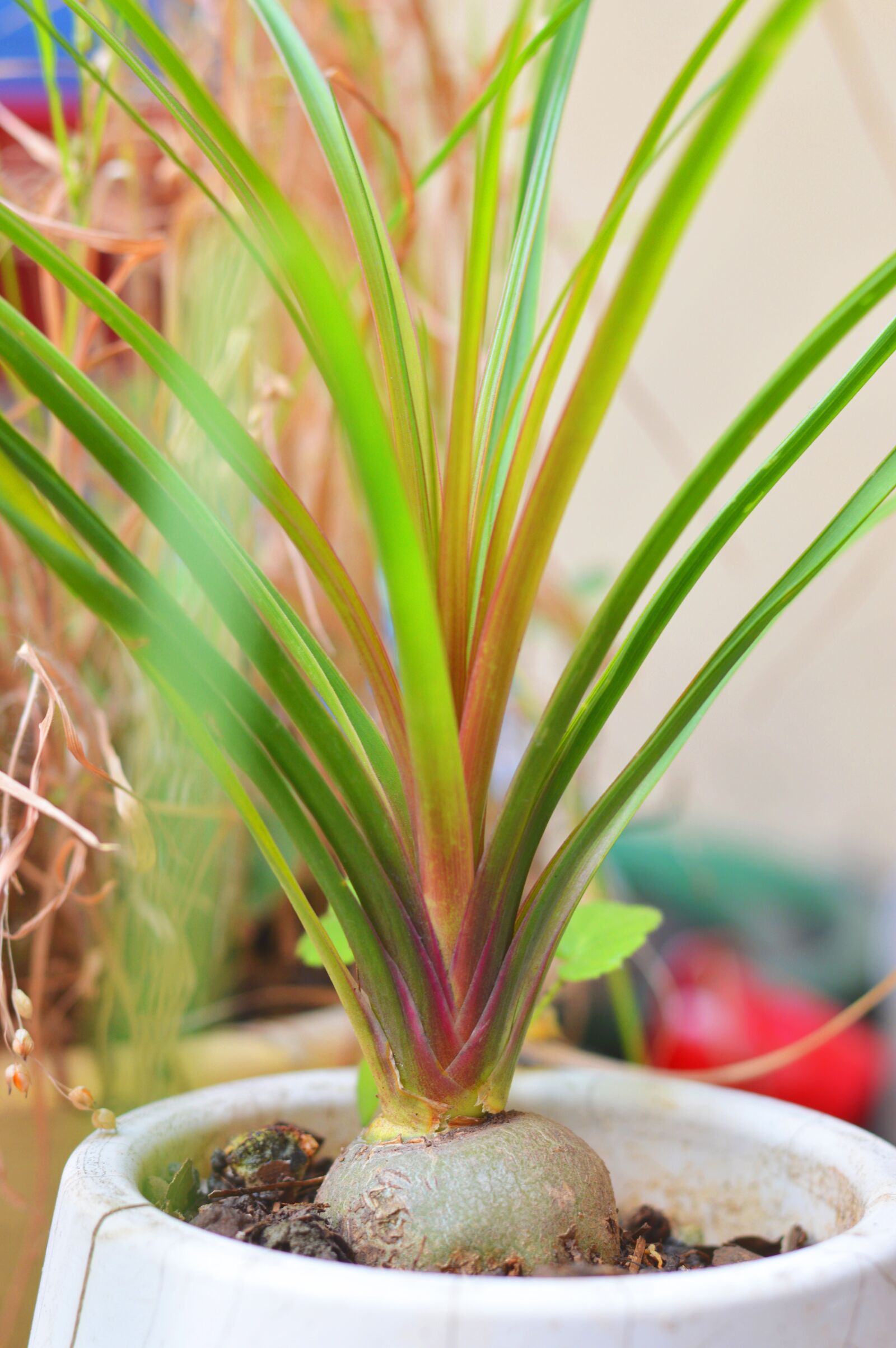 Nikon D3200 sample photo. Plant, flowerpot, green photography