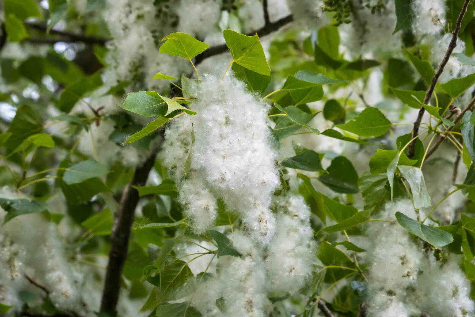 Canon PowerShot G3 X sample photo. Poplar, seeds, poplar fluff photography