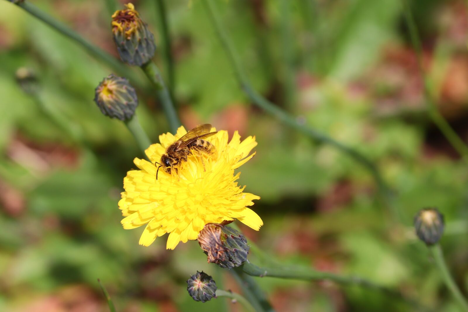 Canon EOS 200D (EOS Rebel SL2 / EOS Kiss X9) sample photo. Bee, insect, blossom photography