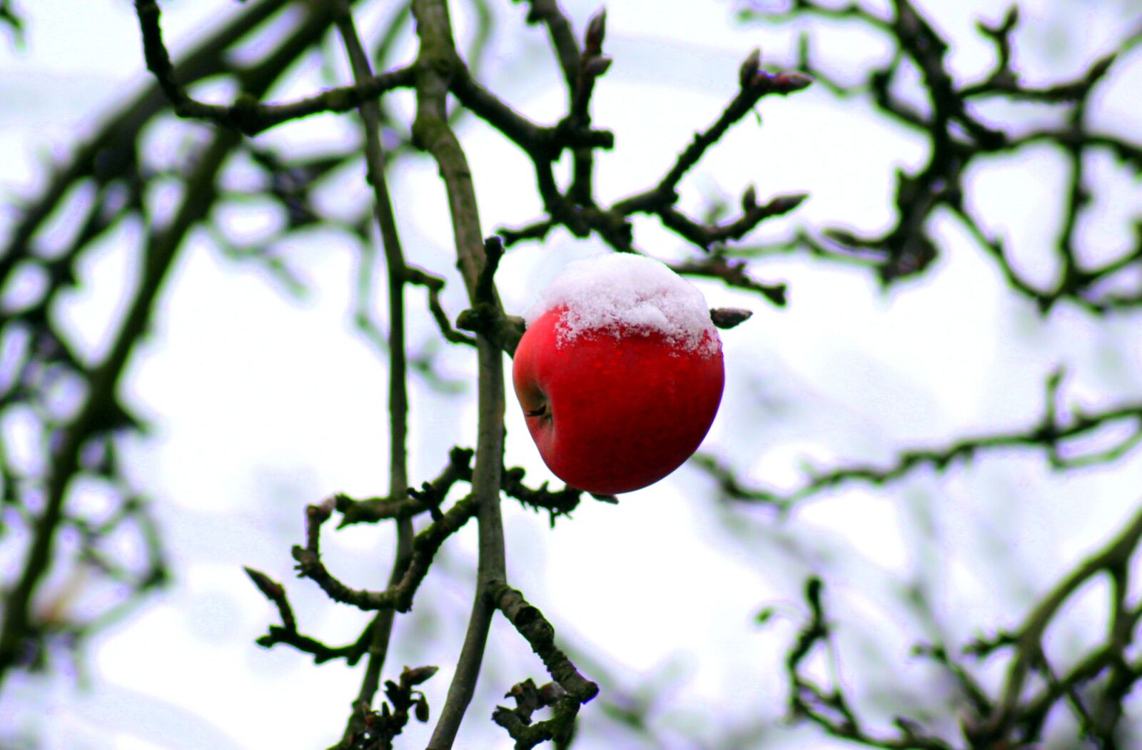 Canon EOS 1200D (EOS Rebel T5 / EOS Kiss X70 / EOS Hi) sample photo. Tree, january, winter photography