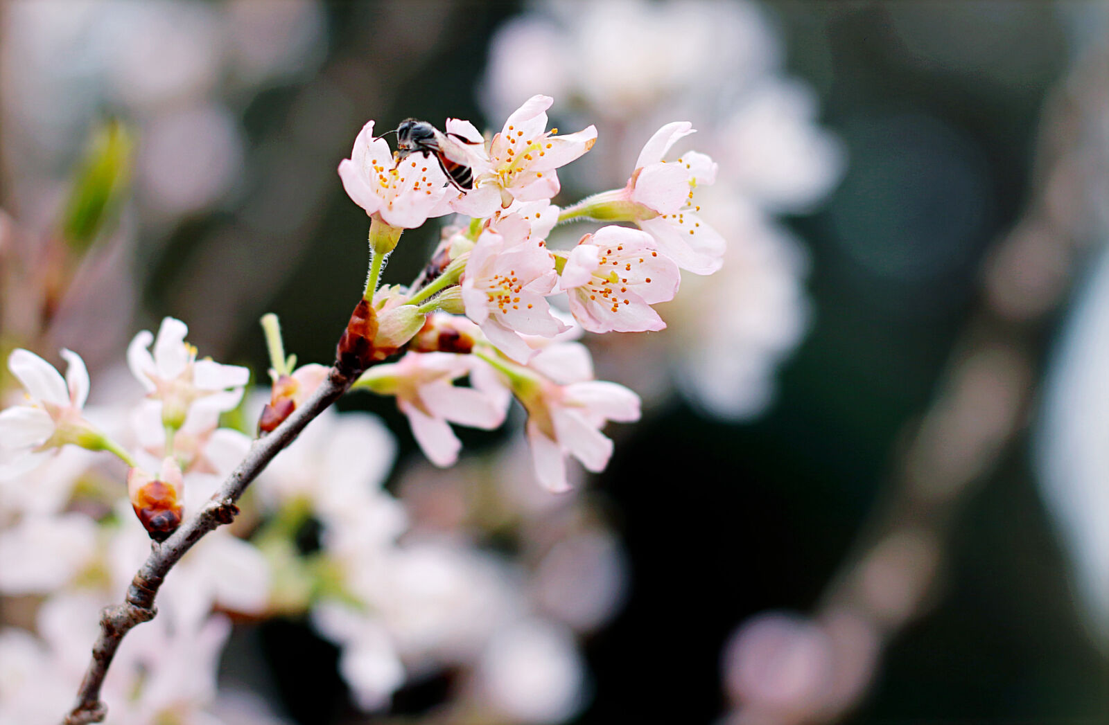 Canon EOS 70D + Canon EF 50mm F1.8 STM sample photo. Selective, focus, photography, of photography