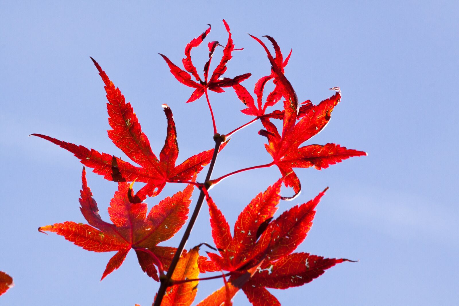 Canon EOS 50D sample photo. Maple, autumn, leaf photography