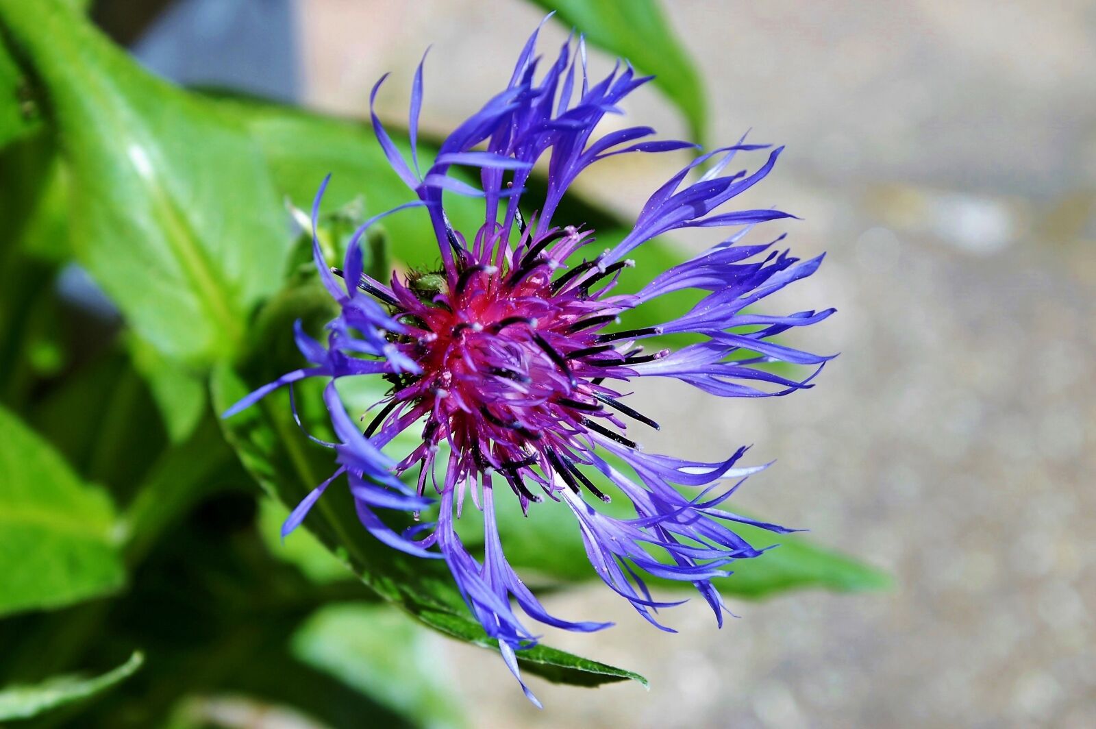 KONICA MINOLTA DYNAX 5D sample photo. Mountain crumpled, aster-like, composites photography