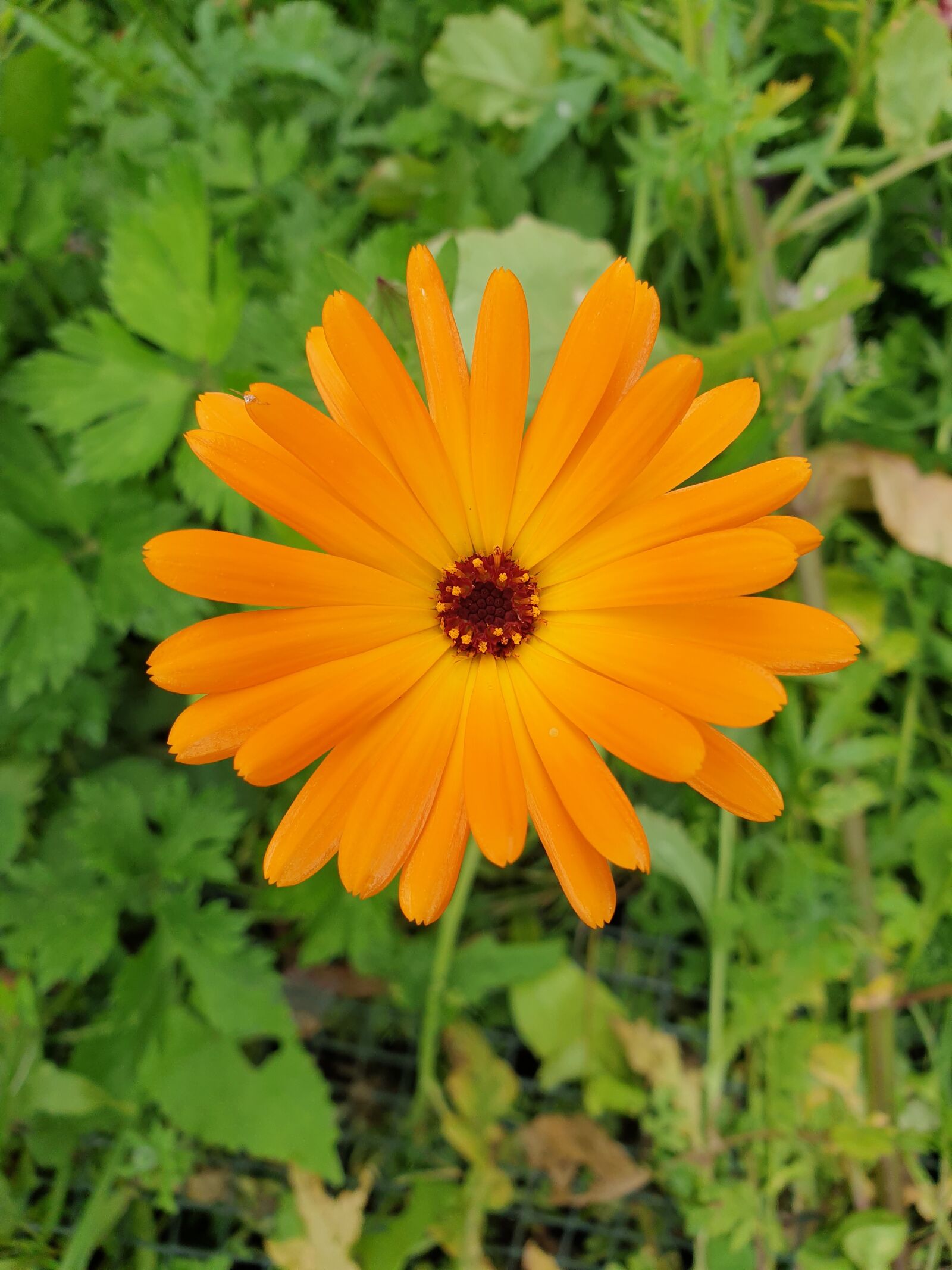 Samsung Galaxy S9 sample photo. Orange, aster, asteraceae photography