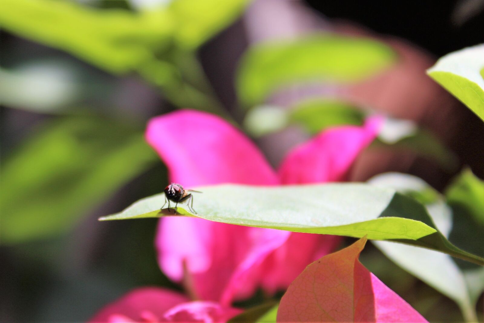 Canon EOS 1300D (EOS Rebel T6 / EOS Kiss X80) sample photo. Fly, garden, insect photography
