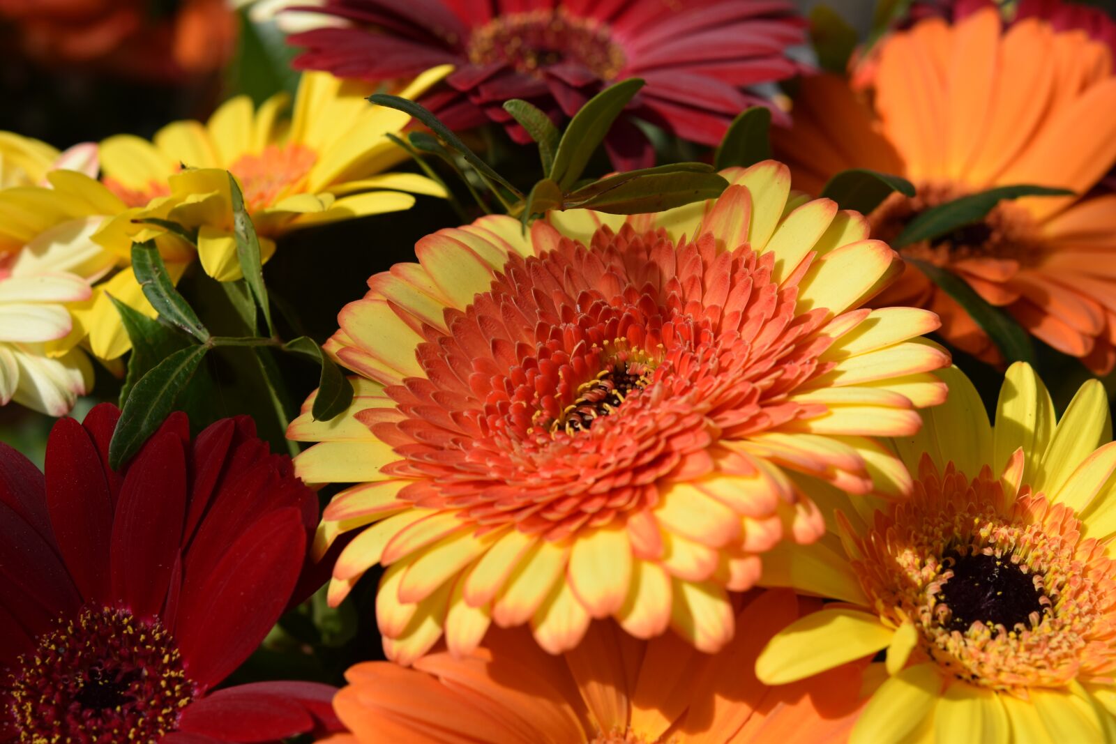 Nikon D5600 sample photo. Flower, plant, spring-flowering photography
