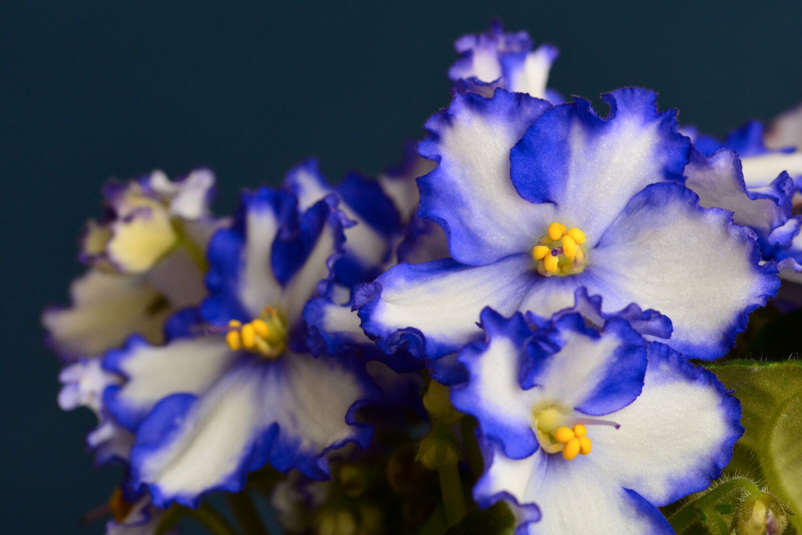 Nikon D5200 sample photo. African violets, houseplant, flower photography
