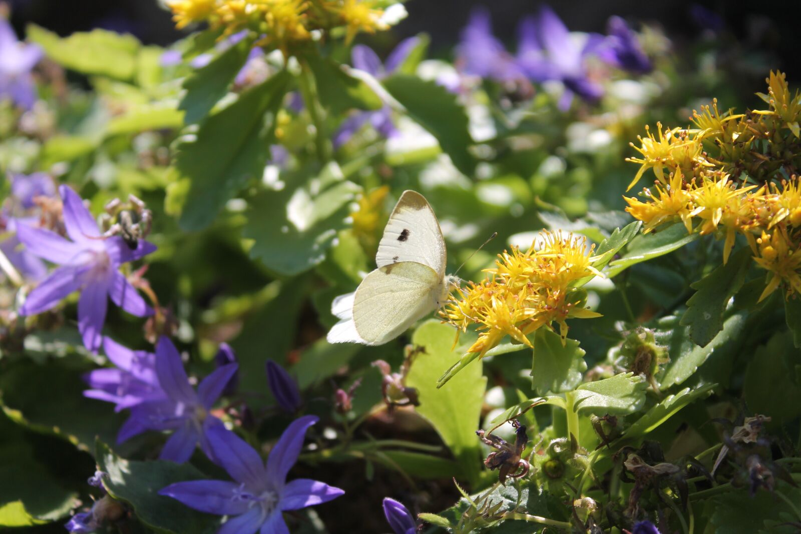 Canon EOS 1100D (EOS Rebel T3 / EOS Kiss X50) sample photo. Butterfly, white, flowers photography