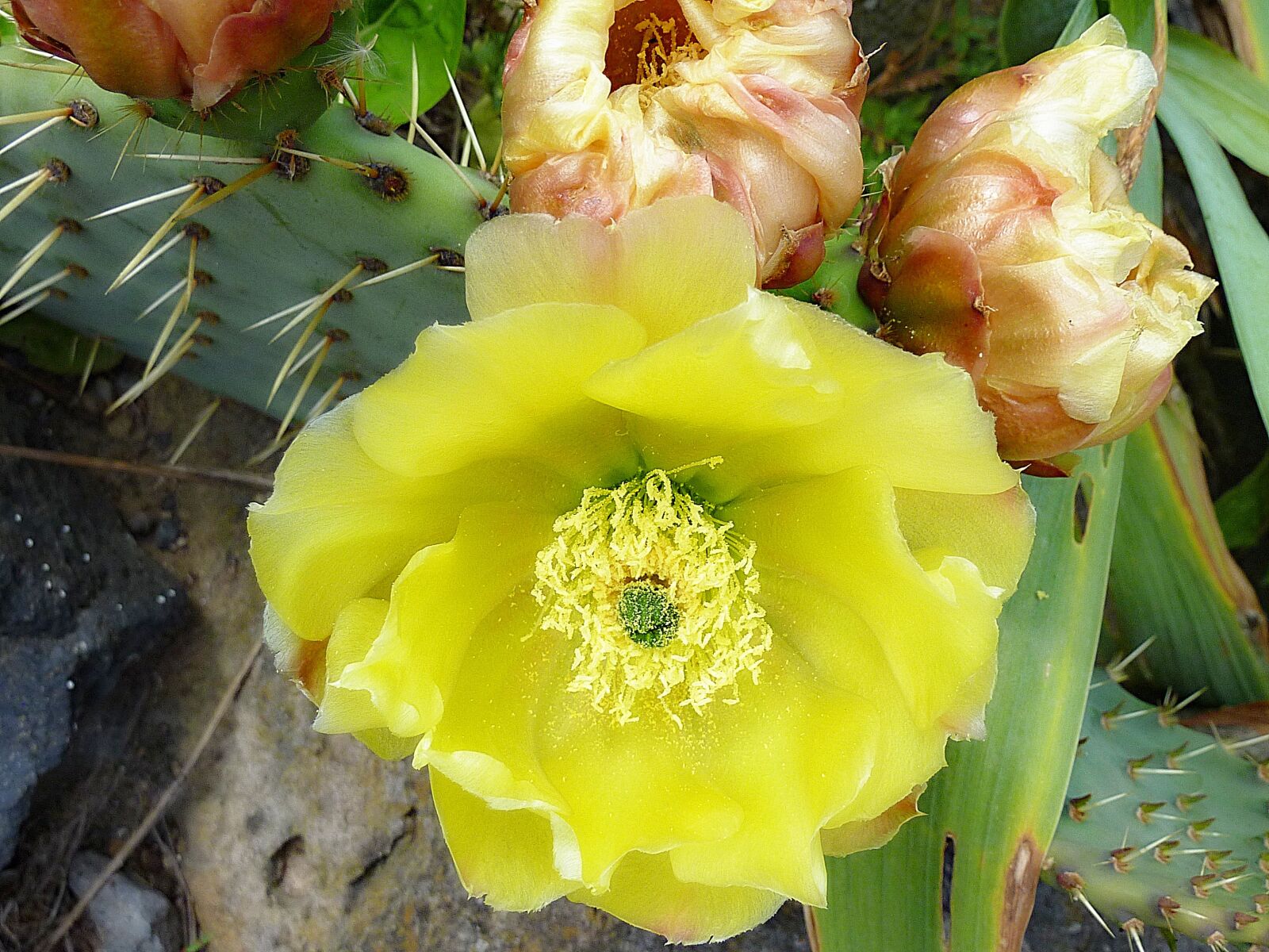 Panasonic DMC-TZ7 sample photo. Flower, yellow, macro photography