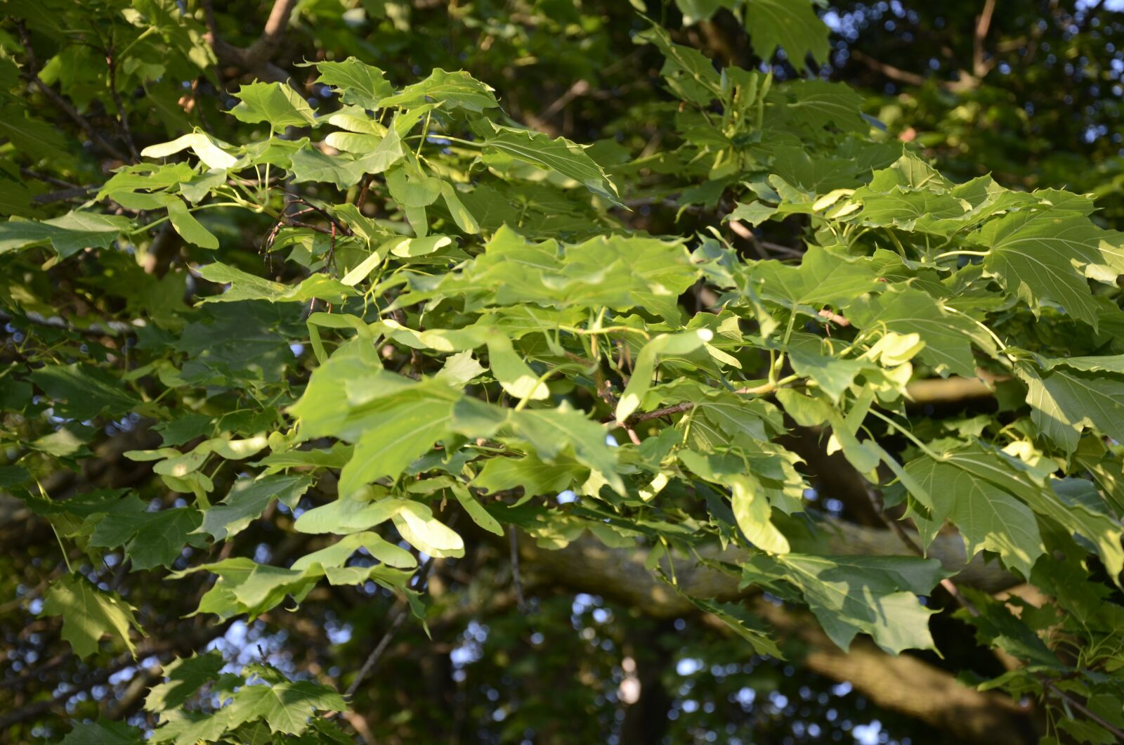 Nikon D7000 sample photo. Leaves, summer, tree photography