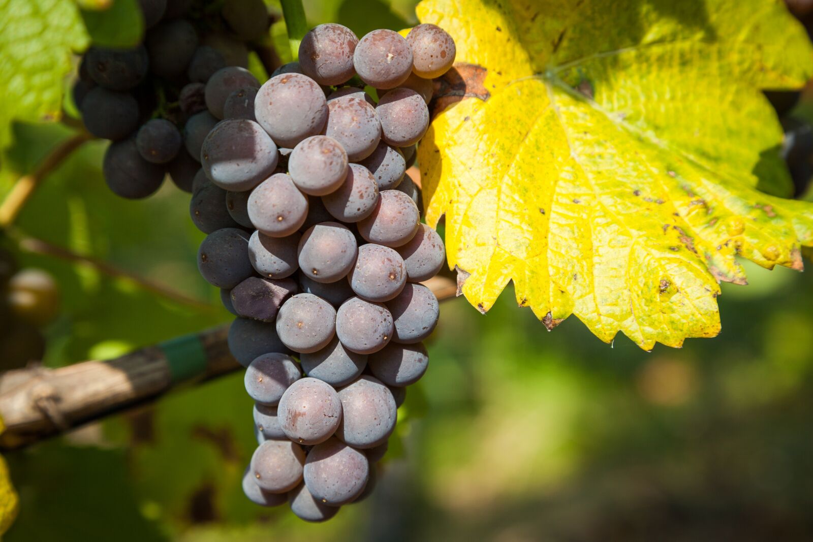 Canon EOS 5D Mark II sample photo. Wine, grape, vine photography