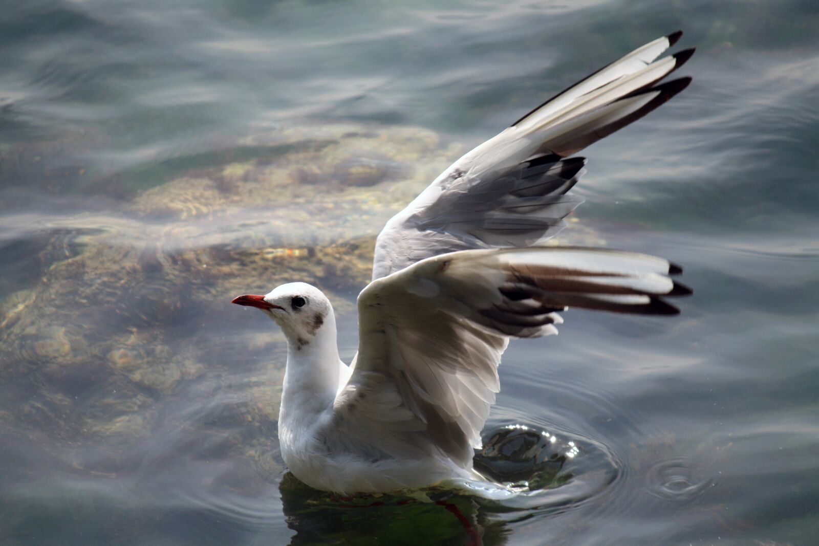 Canon EOS 1000D (EOS Digital Rebel XS / EOS Kiss F) sample photo. Gull, black sea, flight photography