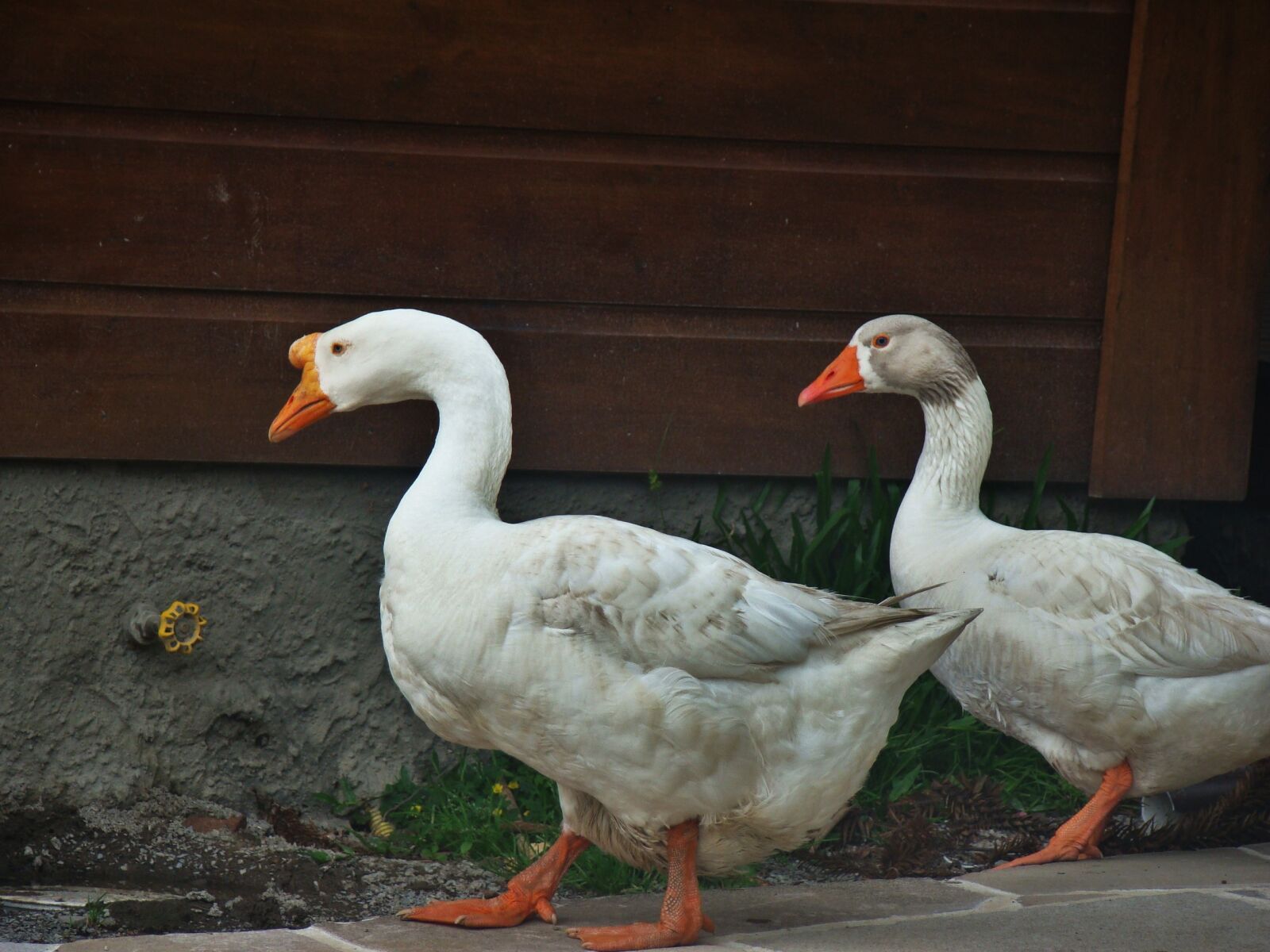 Sony Cyber-shot DSC-H50 sample photo. Ducks, lake, water photography