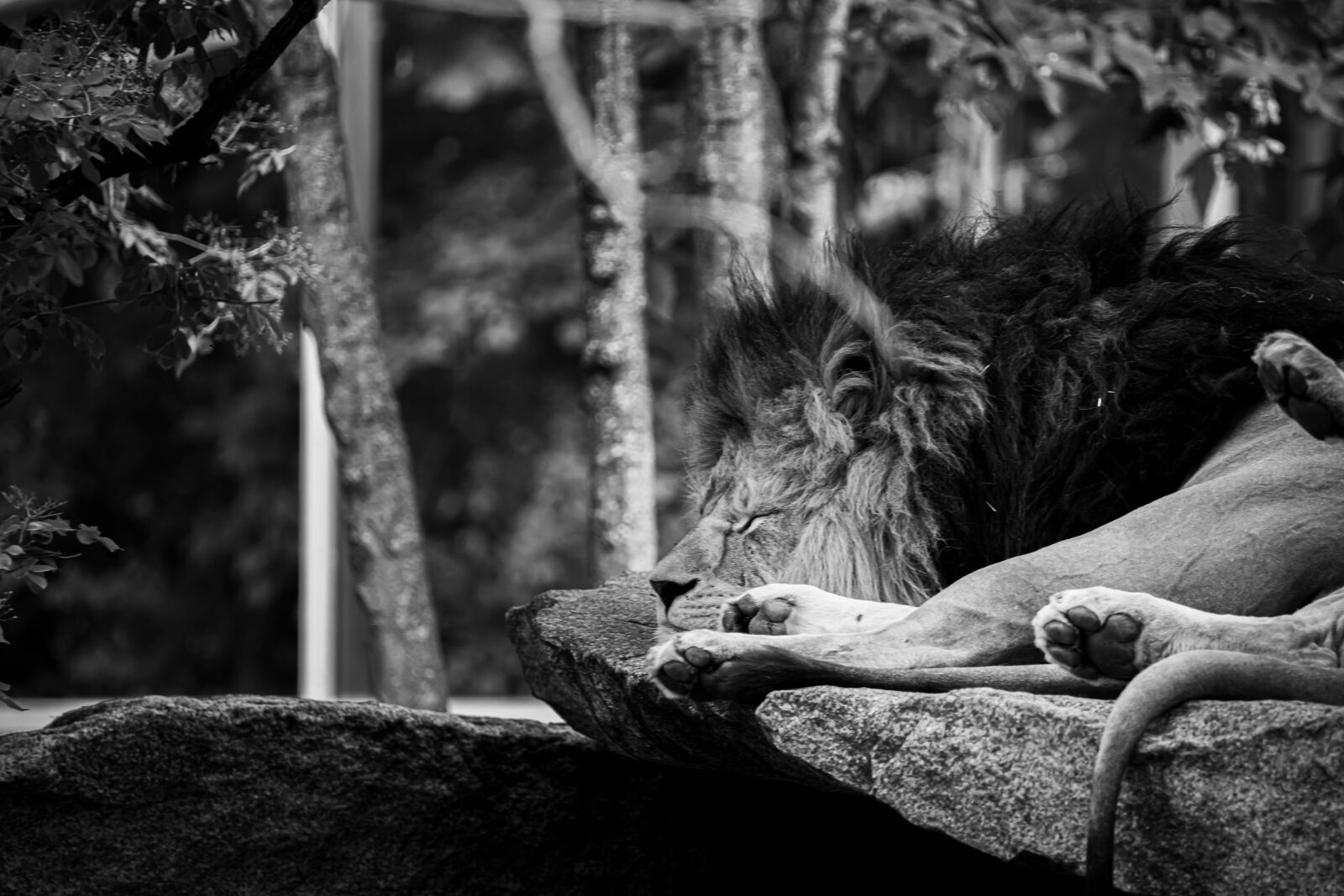 Nikon D850 sample photo. Lion, sleeping, sleep photography