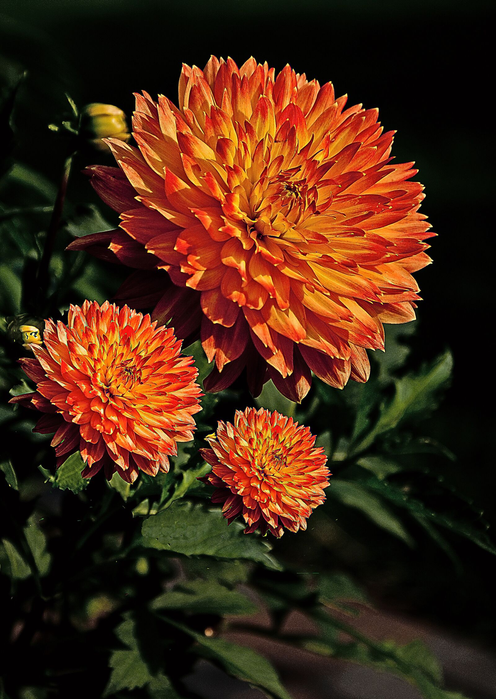 Sony Alpha DSLR-A100 sample photo. Flower, large flower, georgia photography