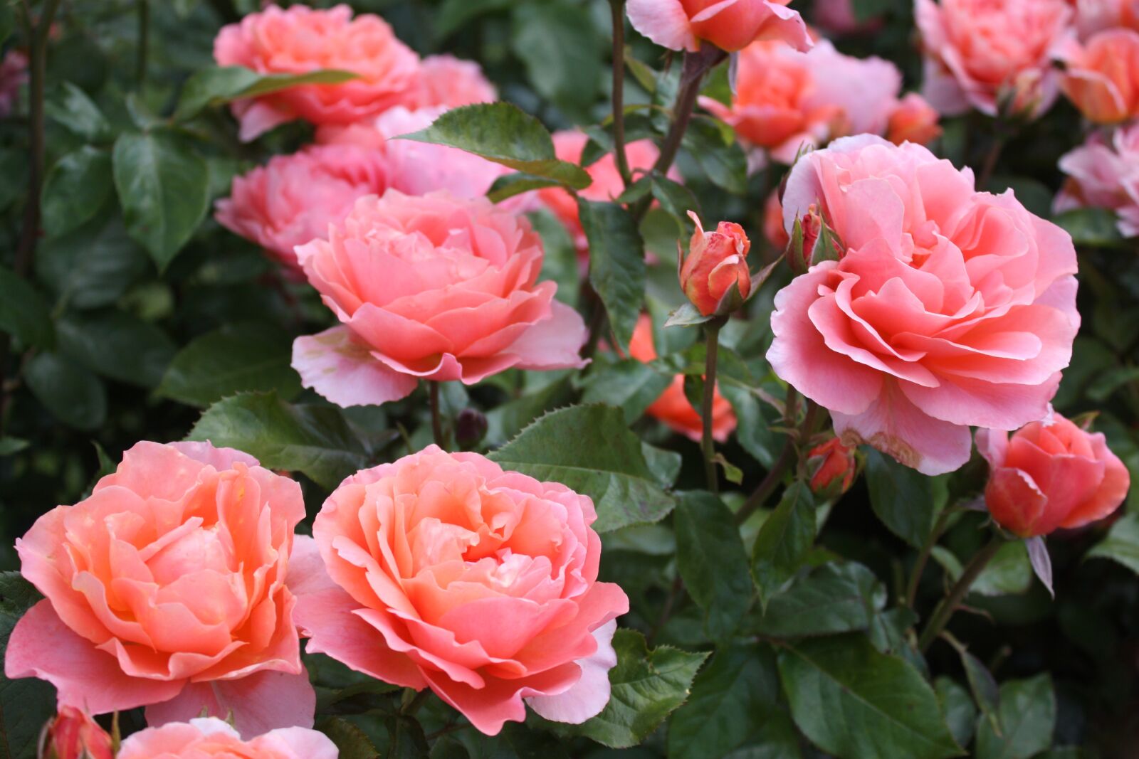 Canon EOS 450D (EOS Rebel XSi / EOS Kiss X2) sample photo. Rose, pink, garden photography