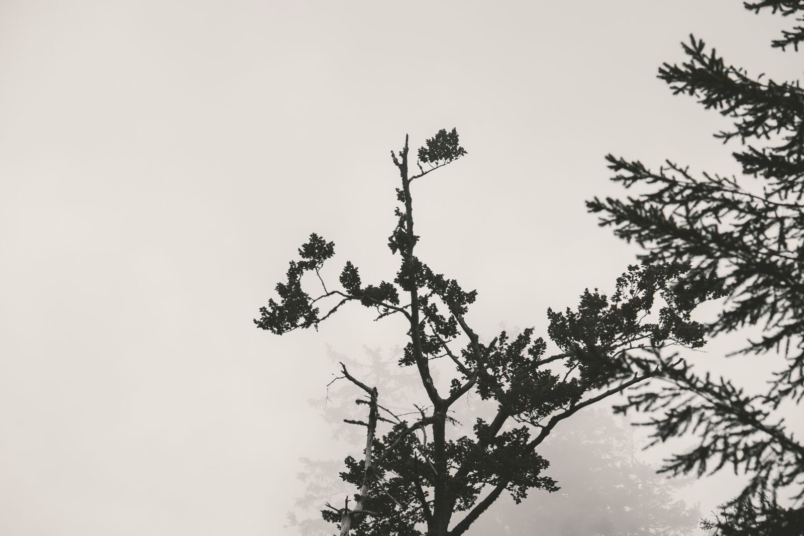 Fujifilm XF 55-200mm F3.5-4.8 R LM OIS sample photo. Fog, tree, branch photography