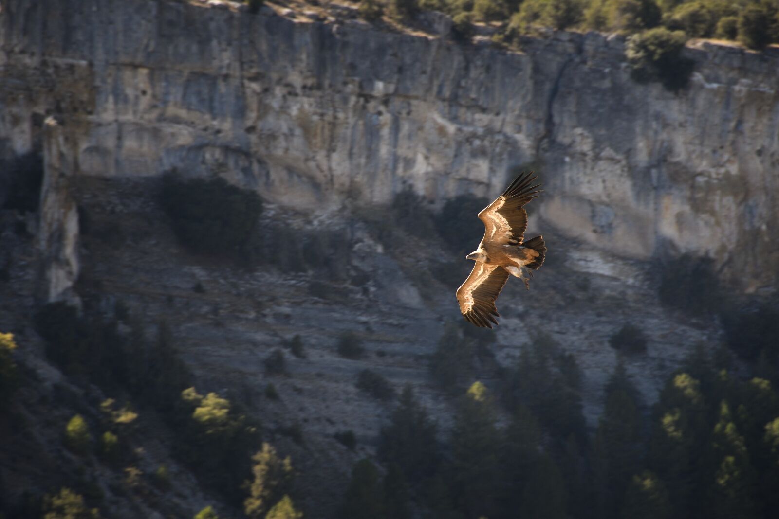 Nikon D500 sample photo. Vulture, viewpoint, mirador de photography