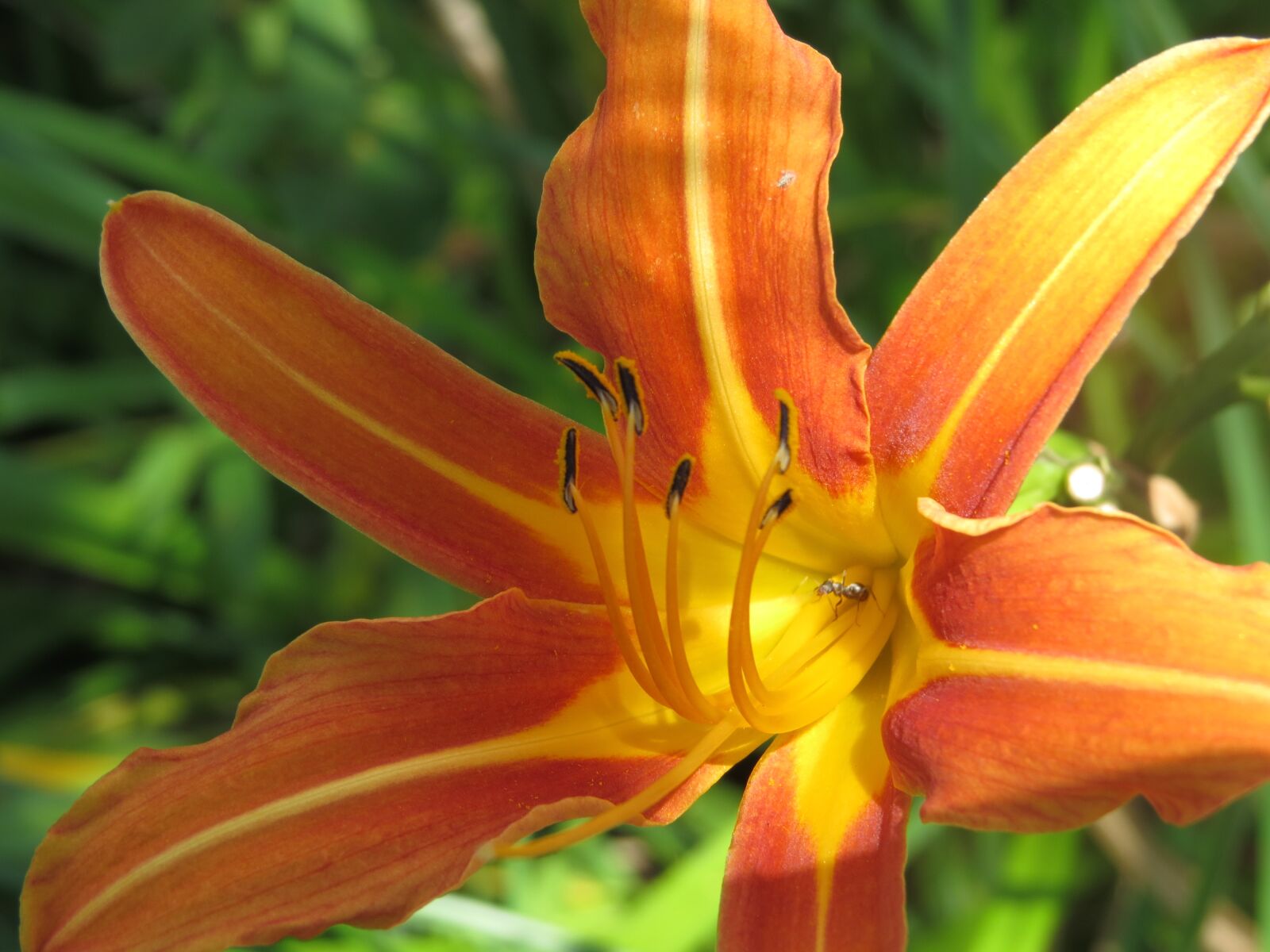 Canon PowerShot SX50 HS sample photo. Flower, lily, orange photography