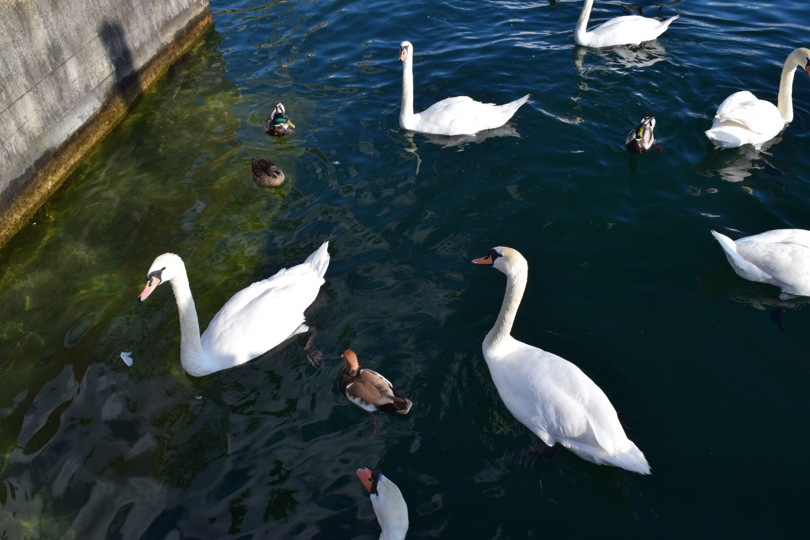 Nikon D3300 sample photo. Animals, lake, swan, swans photography