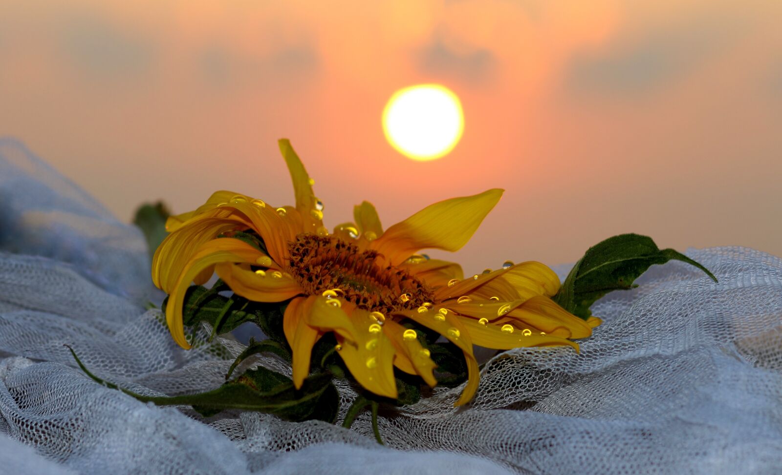 Canon EOS 700D (EOS Rebel T5i / EOS Kiss X7i) + Canon EF 85mm F1.8 USM sample photo. Sunflower, east, sun photography