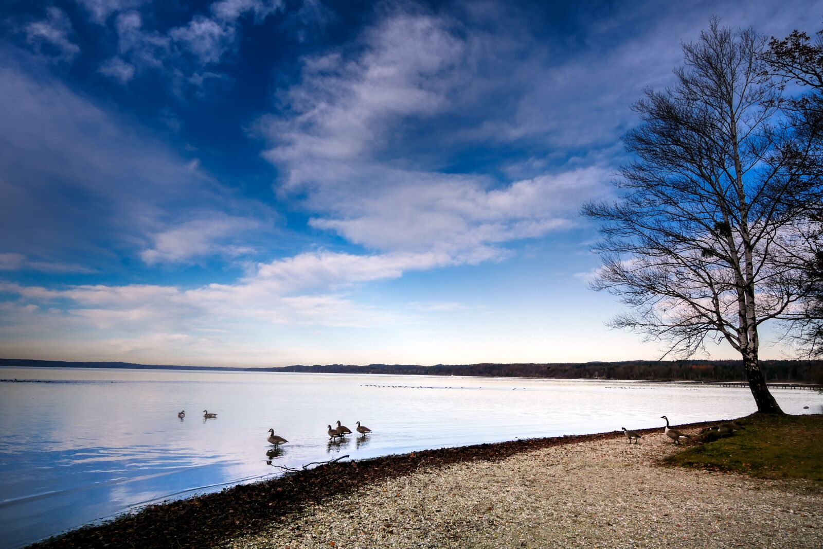 Panasonic Lumix DC-G90 (Lumix DC-G91) sample photo. Lake, bank, ducks photography