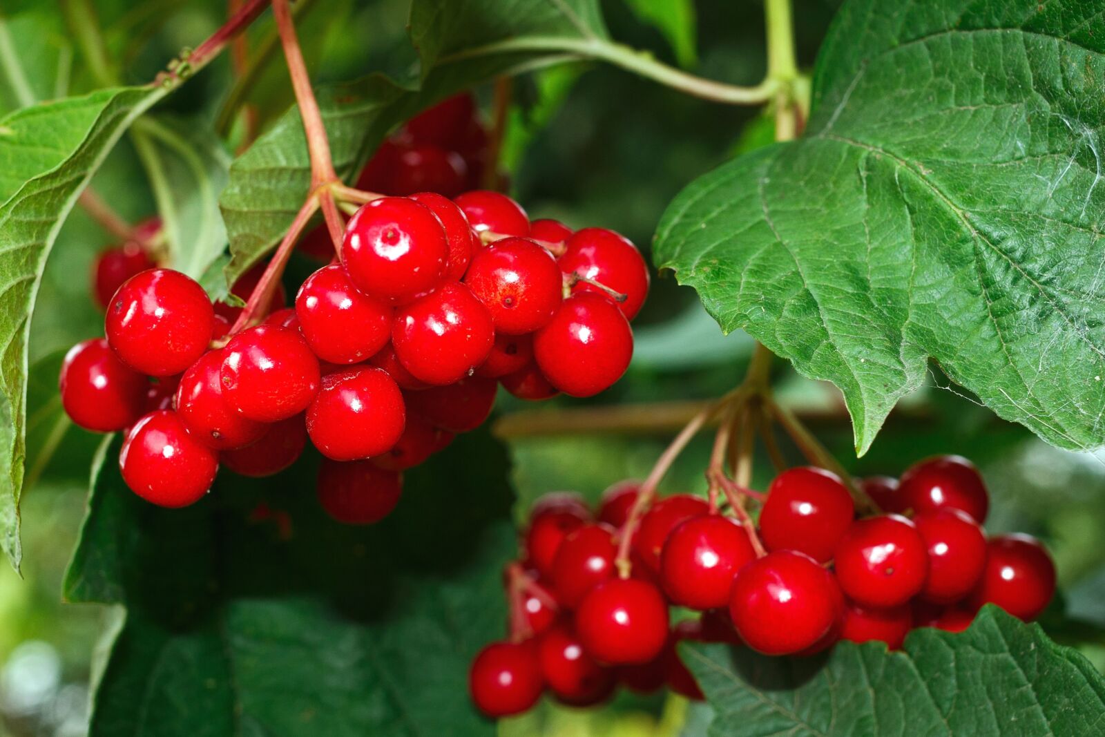 Canon EOS 100D (EOS Rebel SL1 / EOS Kiss X7) sample photo. Berry, fruit, food, leaf photography