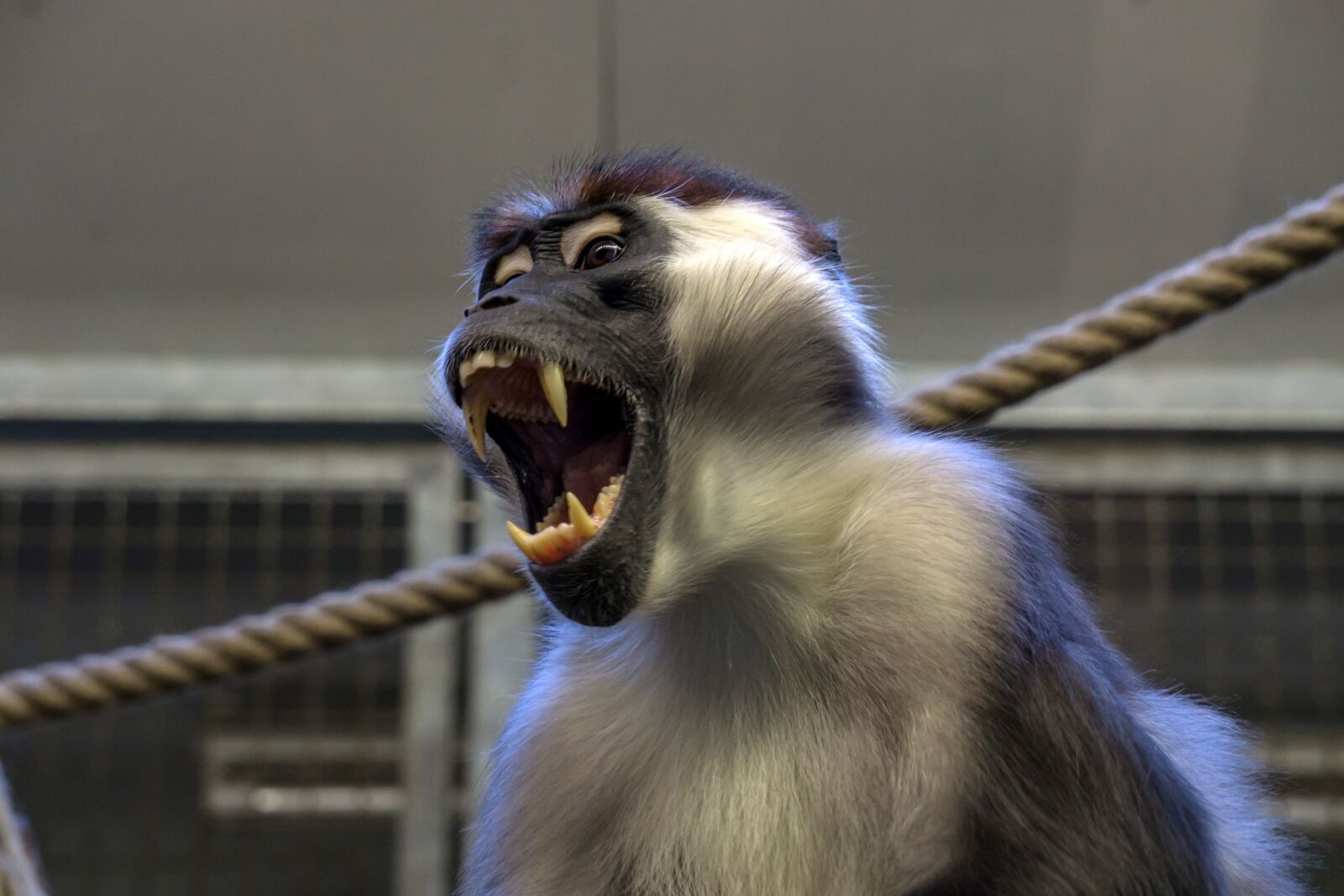 Sony E 55-210mm F4.5-6.3 OSS sample photo. Monkey, zoo, äffchen photography