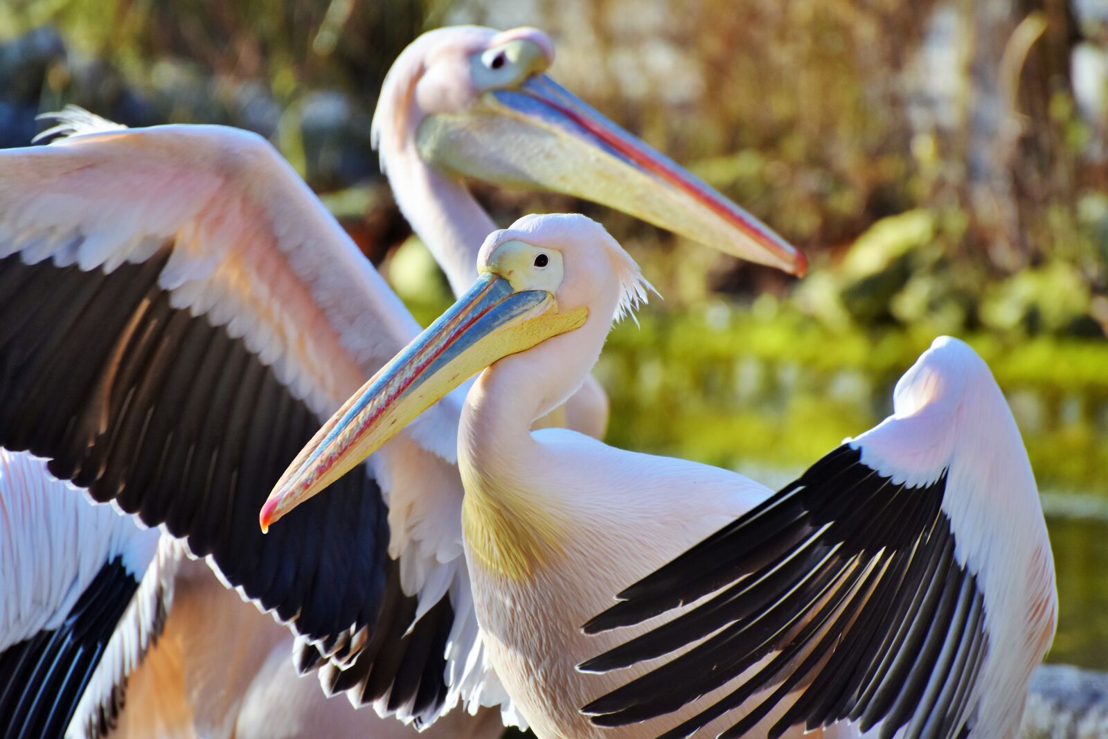 Nikon D7200 sample photo. Pelikan, water bird, pink photography