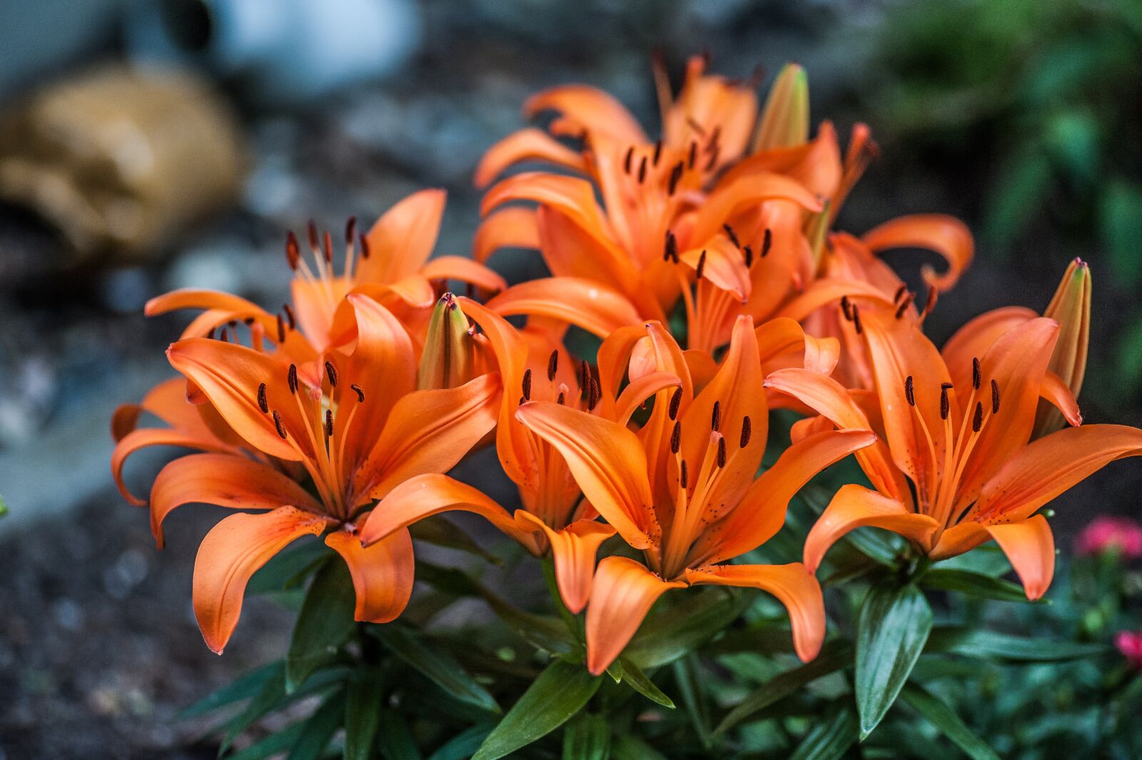 Nikon D700 sample photo. Lily, flower, flowers photography