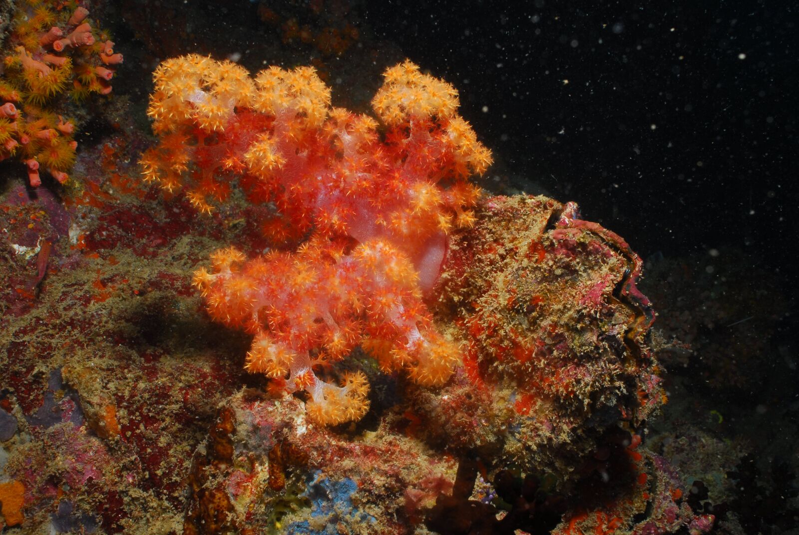 Nikon D200 sample photo. Alcyonaire, sea, ocean photography