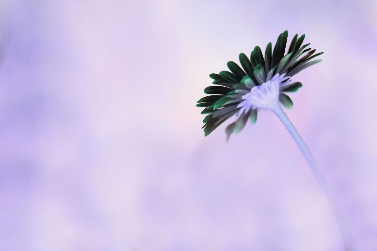 Nikon D7500 sample photo. Daisy, flower, petals photography