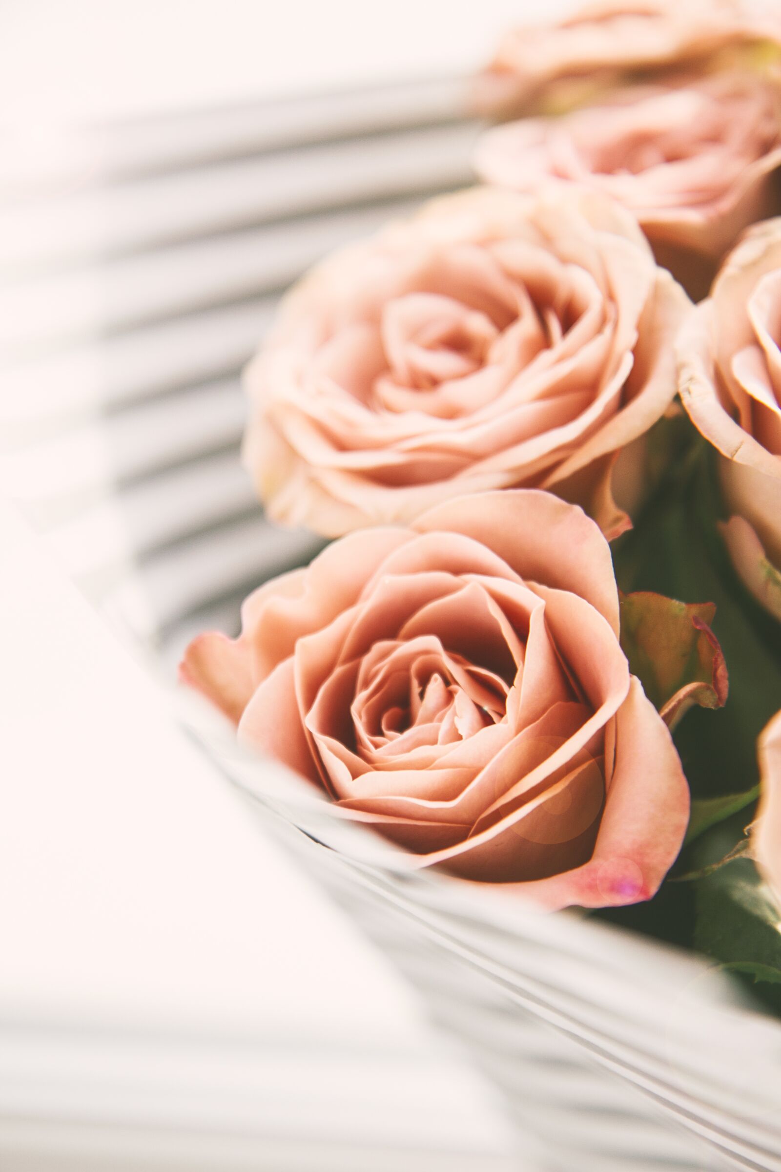 Canon EOS 7D sample photo. Flowers, rose, nature photography
