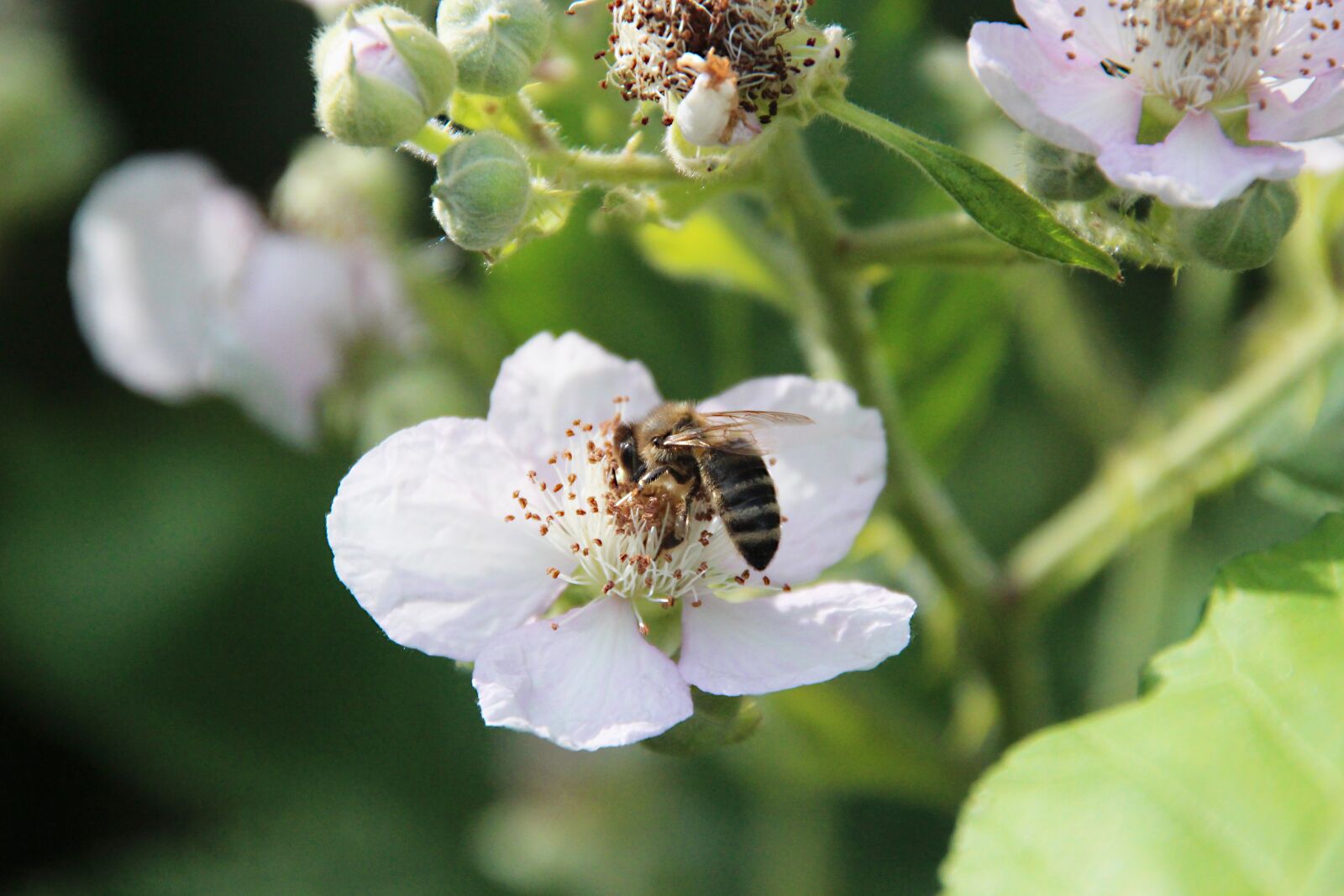 Canon EOS 700D (EOS Rebel T5i / EOS Kiss X7i) sample photo. Blossom, bloom, plant photography