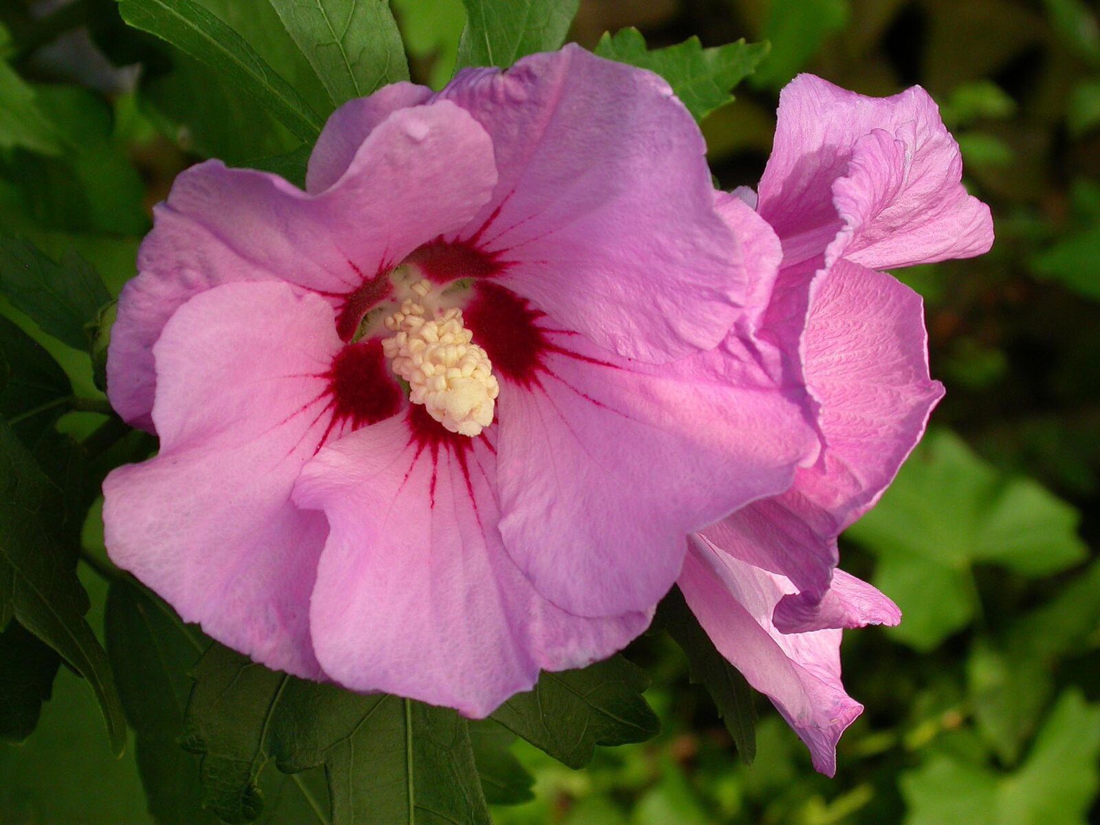 Nikon E4500 sample photo. Flower, hibiscus, pink photography