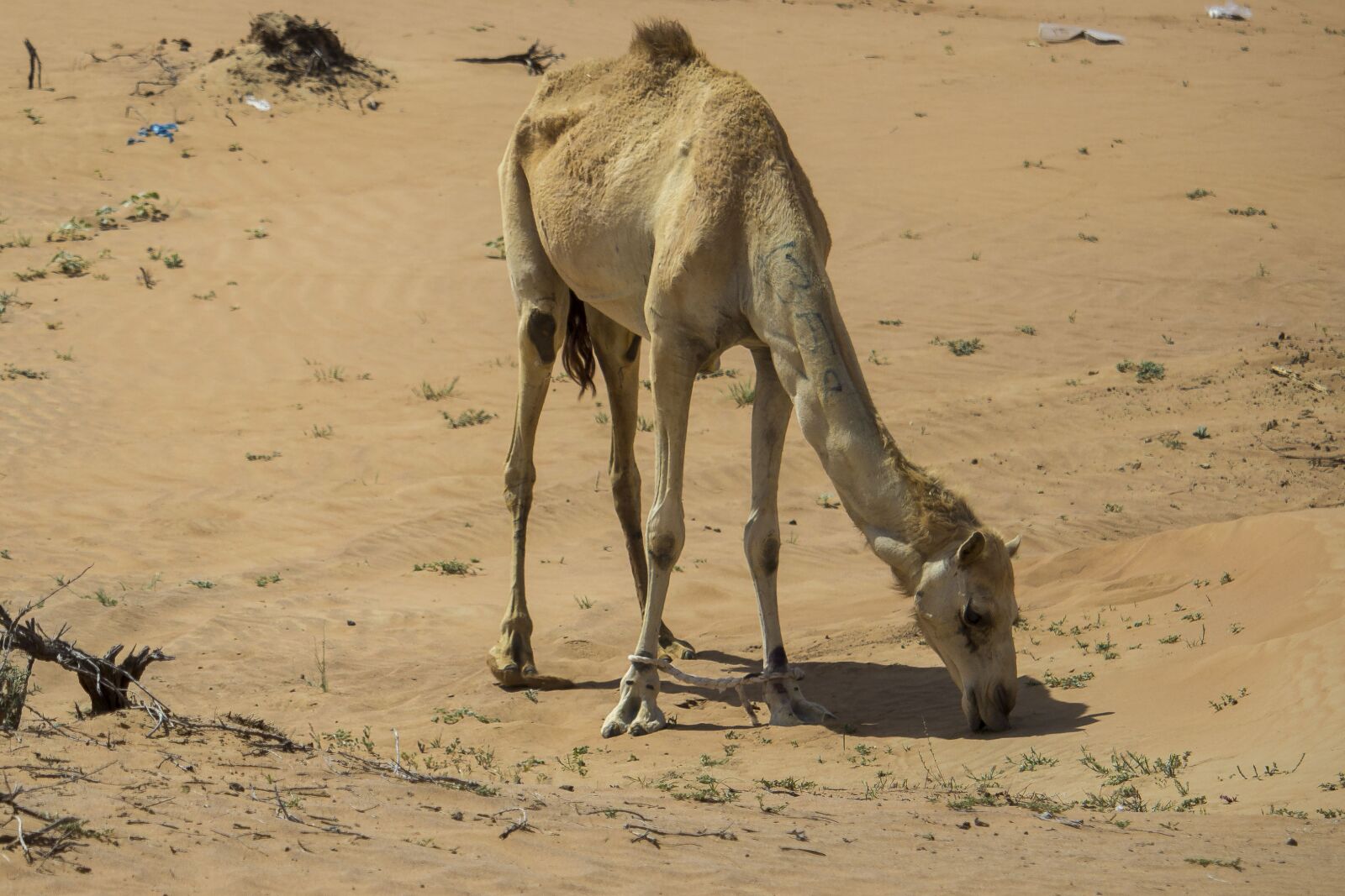 Canon EOS 1200D (EOS Rebel T5 / EOS Kiss X70 / EOS Hi) sample photo. Arabian, camel, caldo, cammello photography