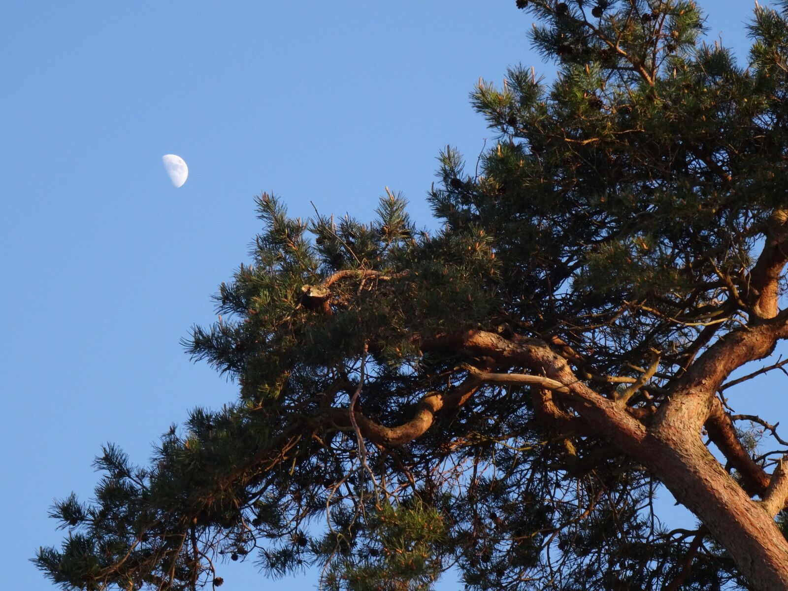 Sony DSC-HX50 sample photo. Moon, day moon, tree photography