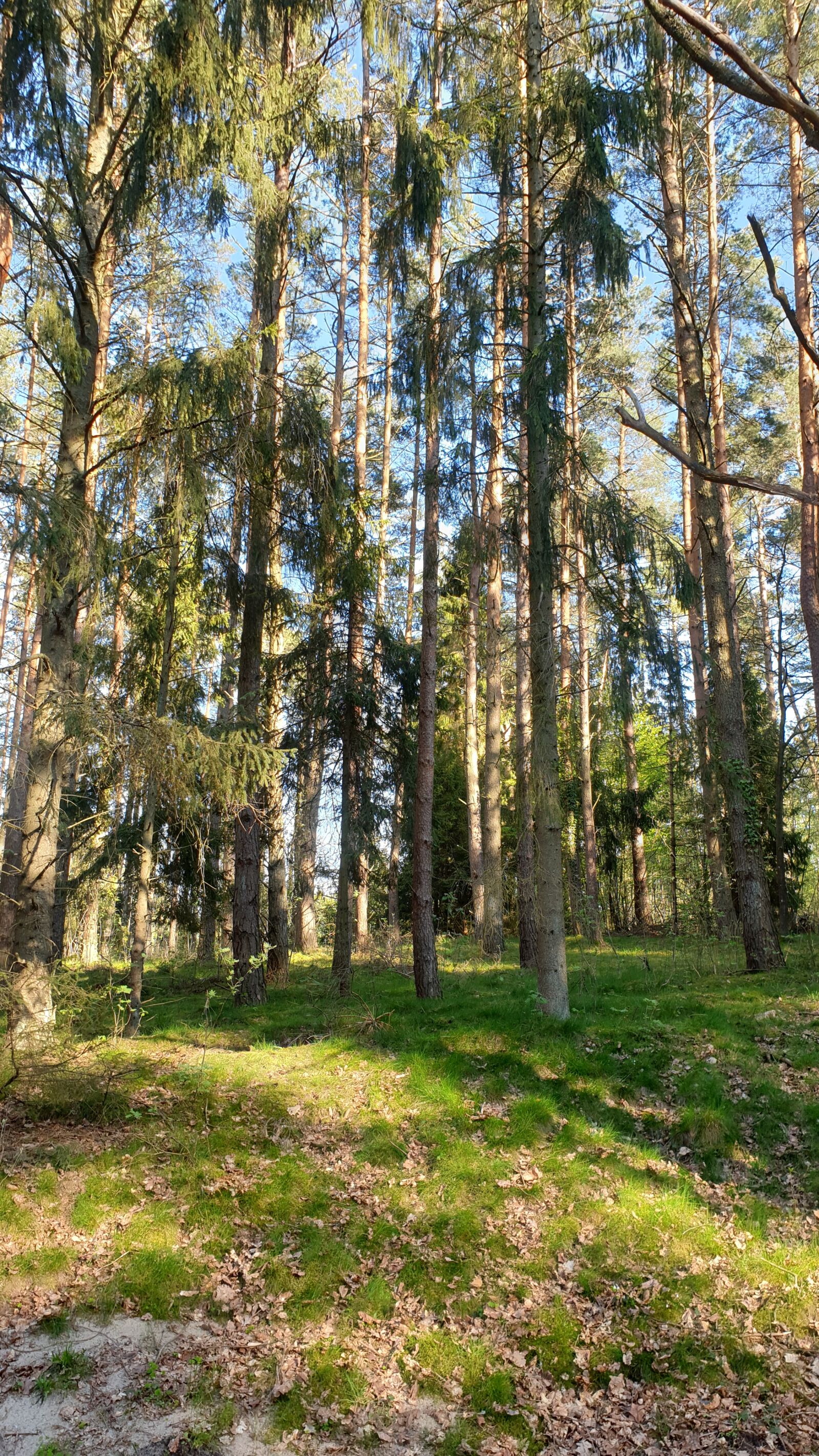 Samsung Galaxy S9 sample photo. Forest, wood, spring photography