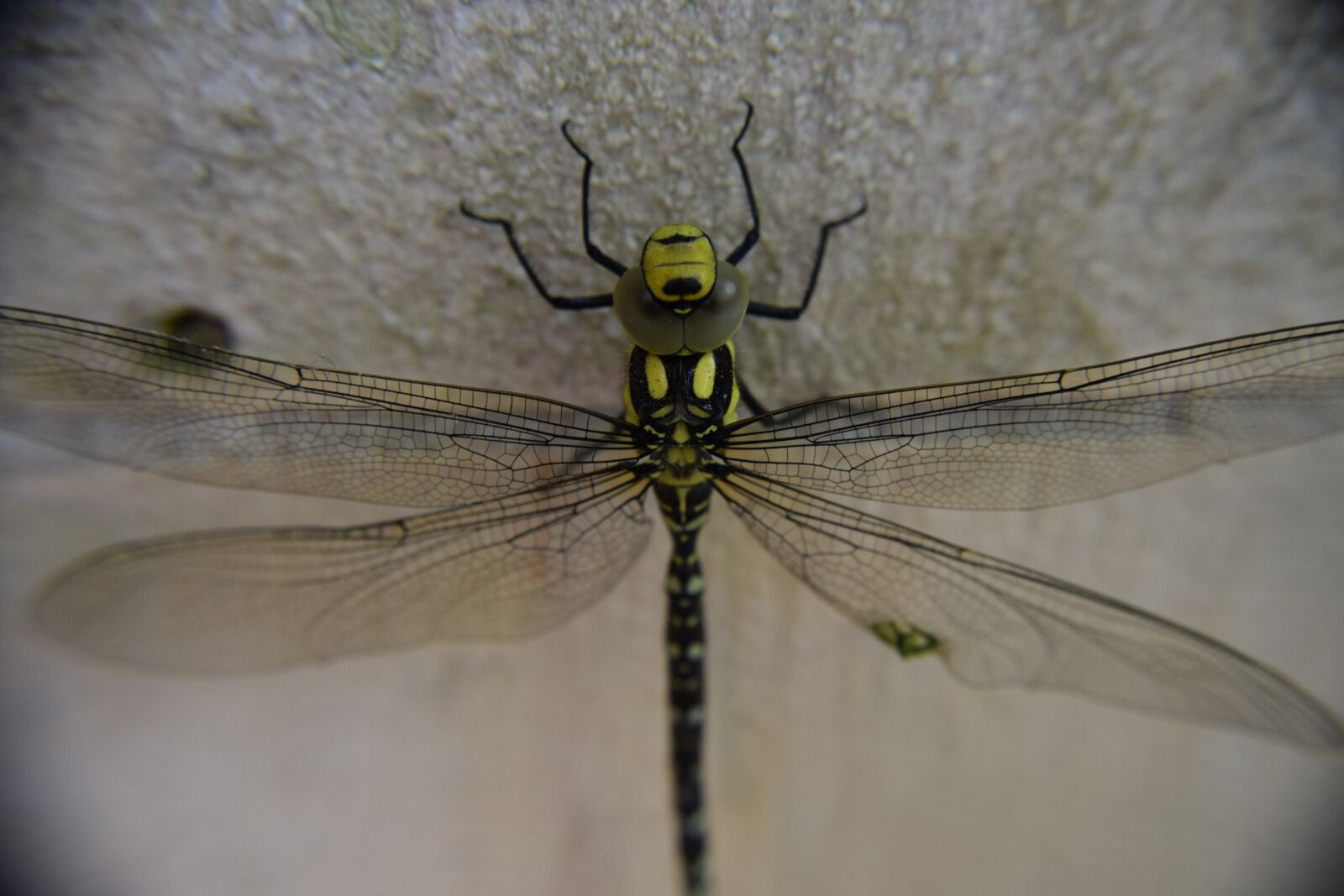 Nikon D3300 sample photo. Dragonfly, insect, macro photography