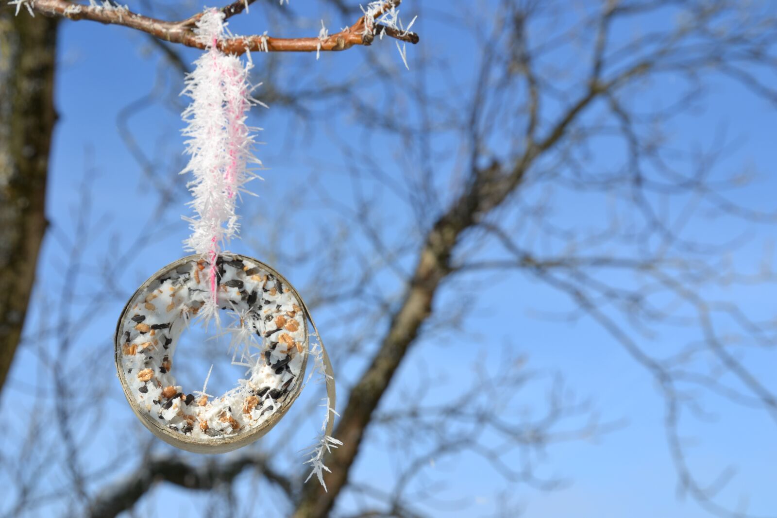 Nikon D3100 sample photo. Frost, icy, winter photography