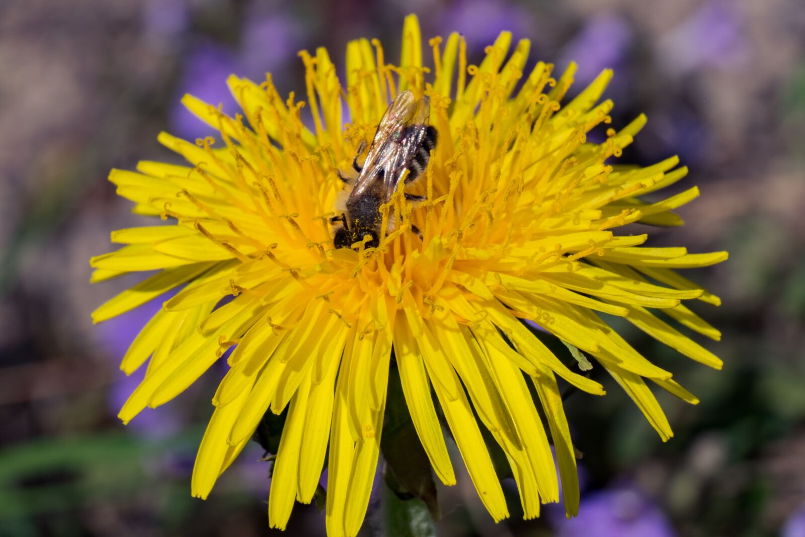Fujifilm XF 55-200mm F3.5-4.8 R LM OIS sample photo. Nuns, sonchus oleraceus, doctor's photography